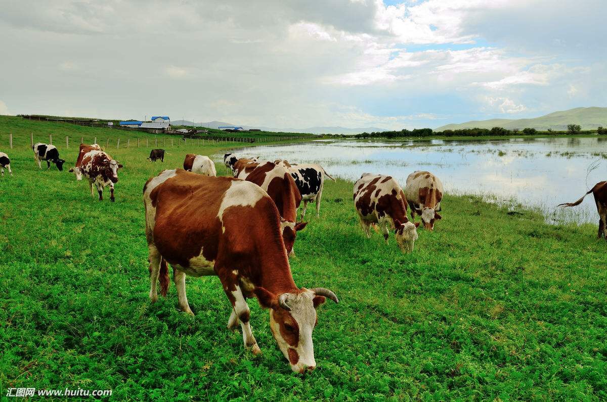 群牛奔跑 原创 图片来源网络