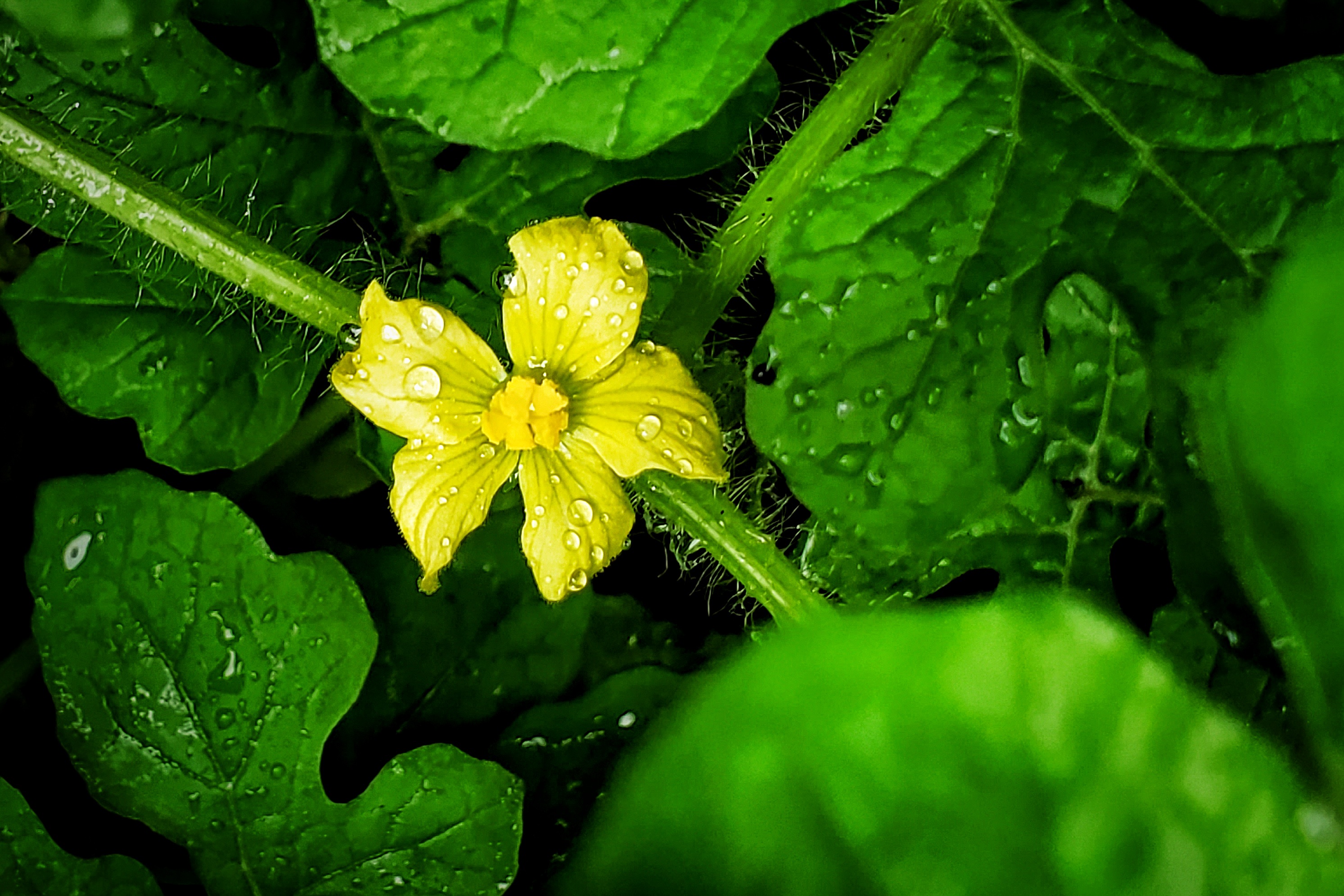 【首发】 小黄花