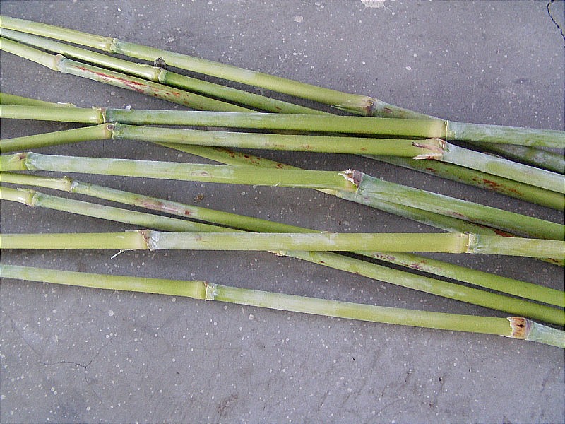 甜杆图片来源网络