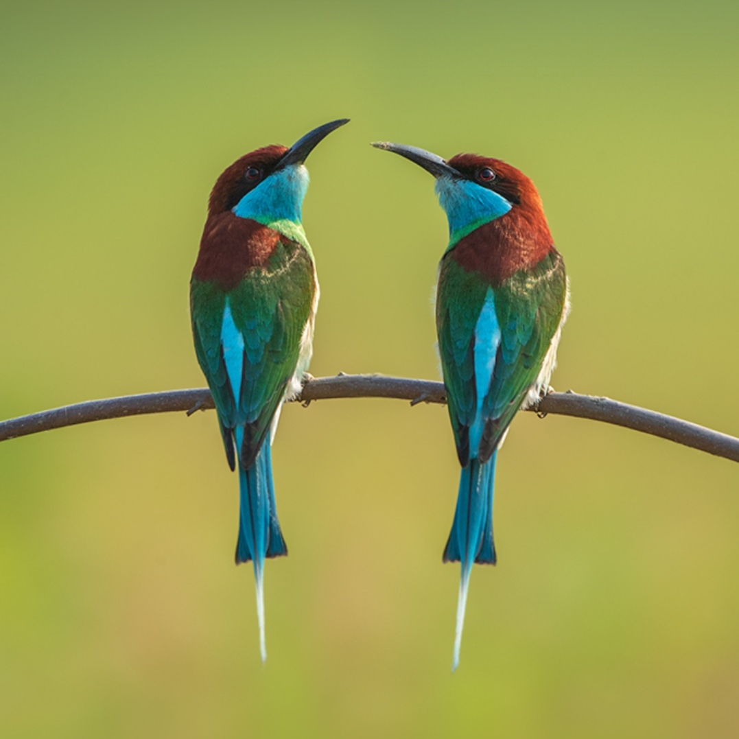 两只快乐的小鸟【首发】