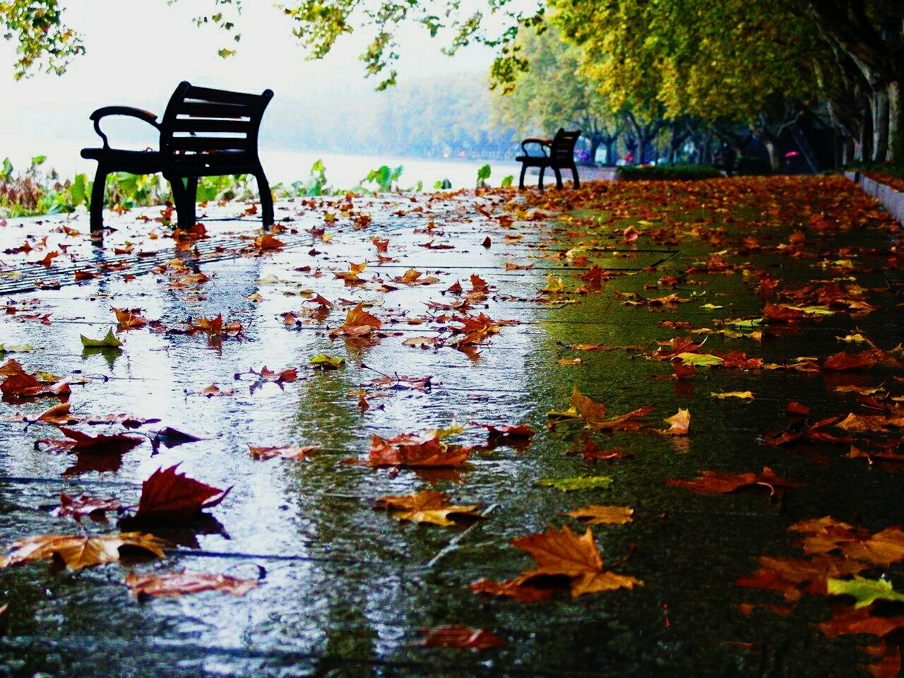 落叶唯美秋雨图片