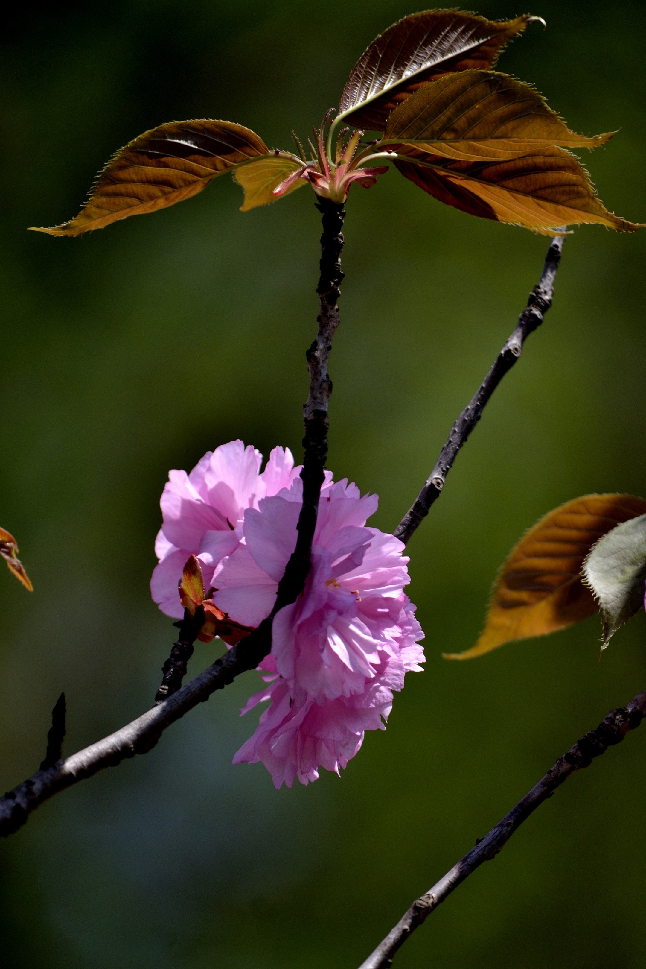樱花系列一福禄寿樱花(首发)