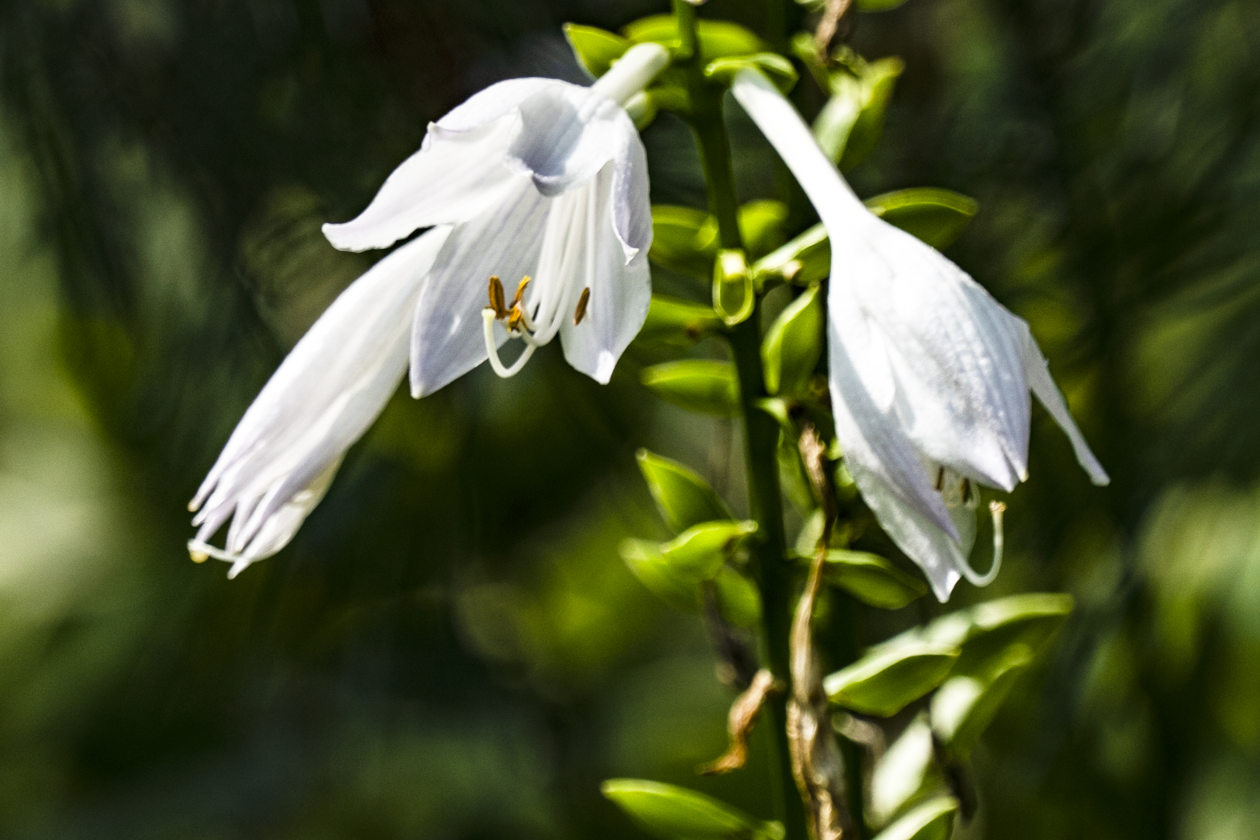 【首发】双色玉簪花(1)