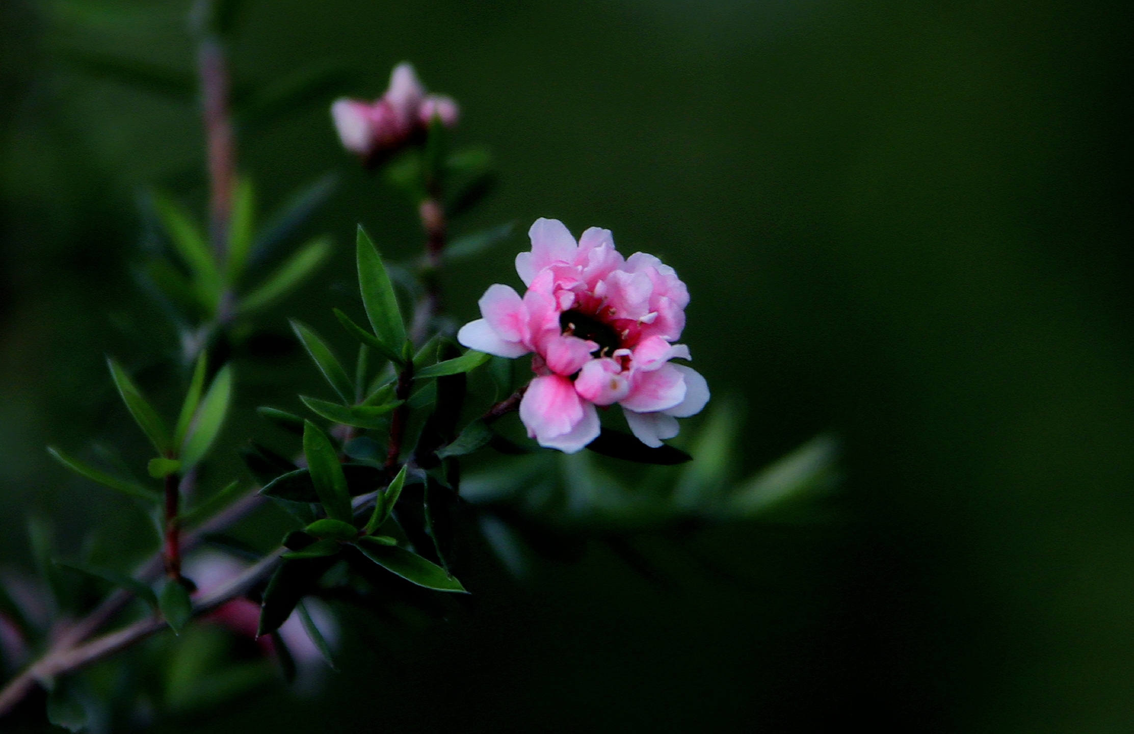 【首發】花開松紅梅