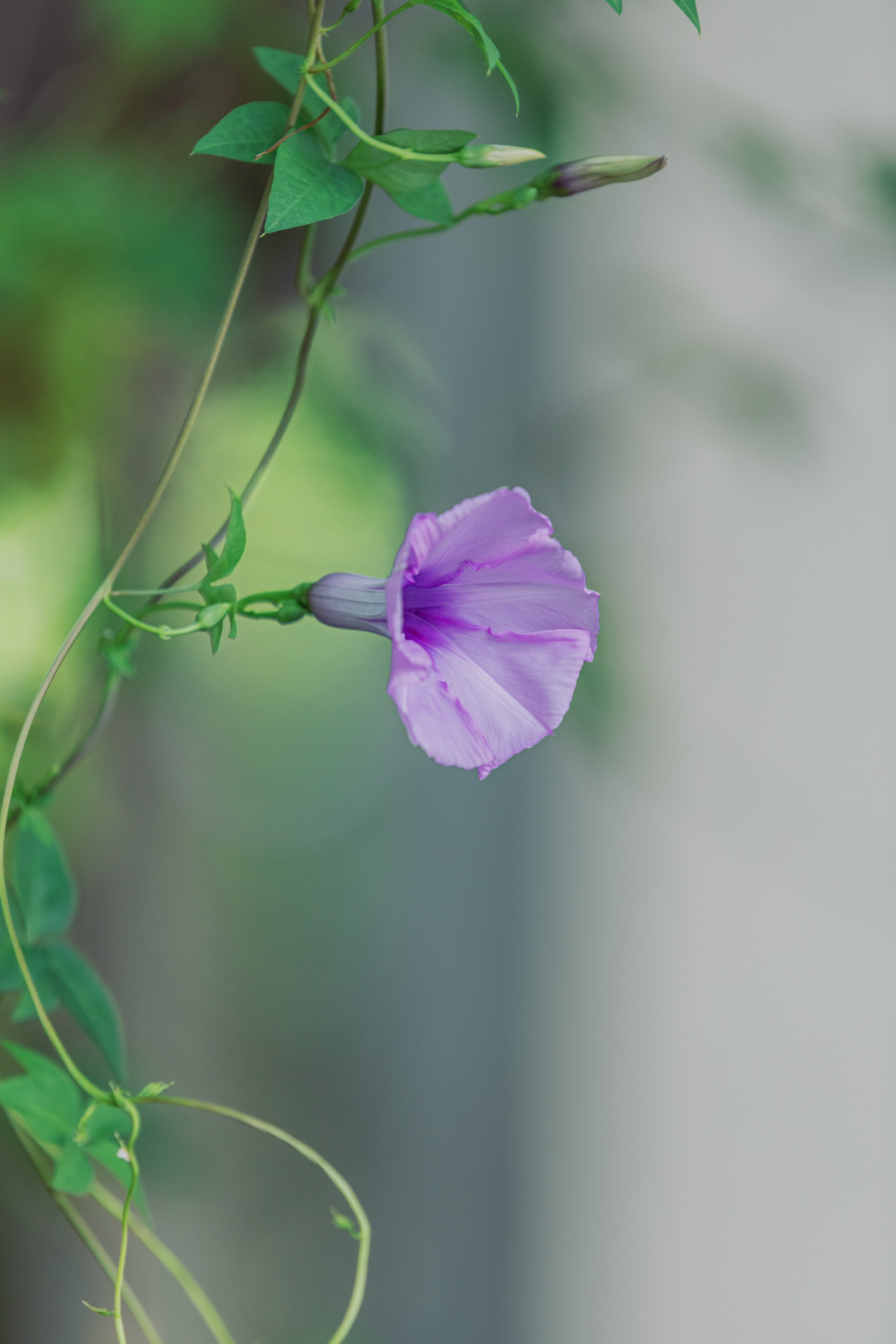 【首发】紫色喇叭花2