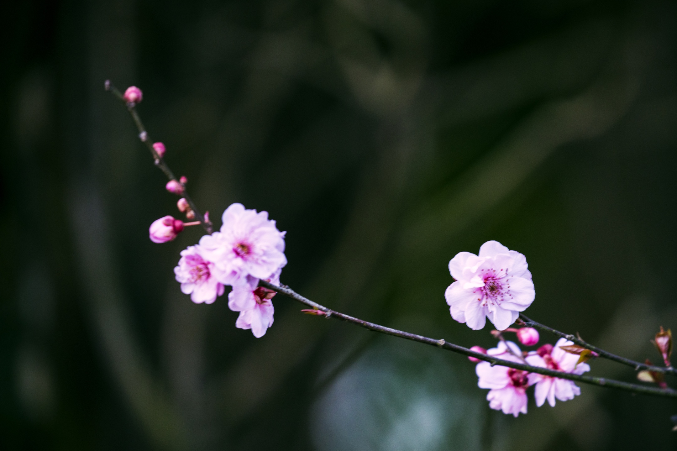 春色满园关不住一枝红杏出墙来