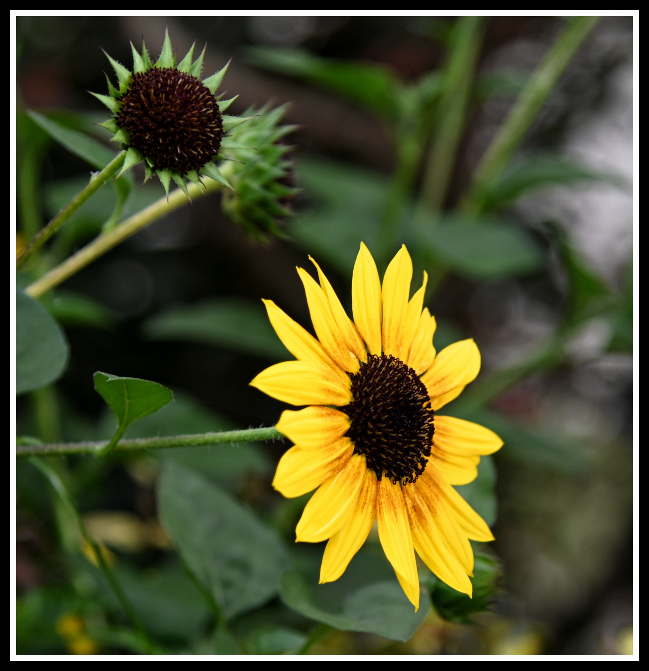 【首发】花坛中的黑心金光菊