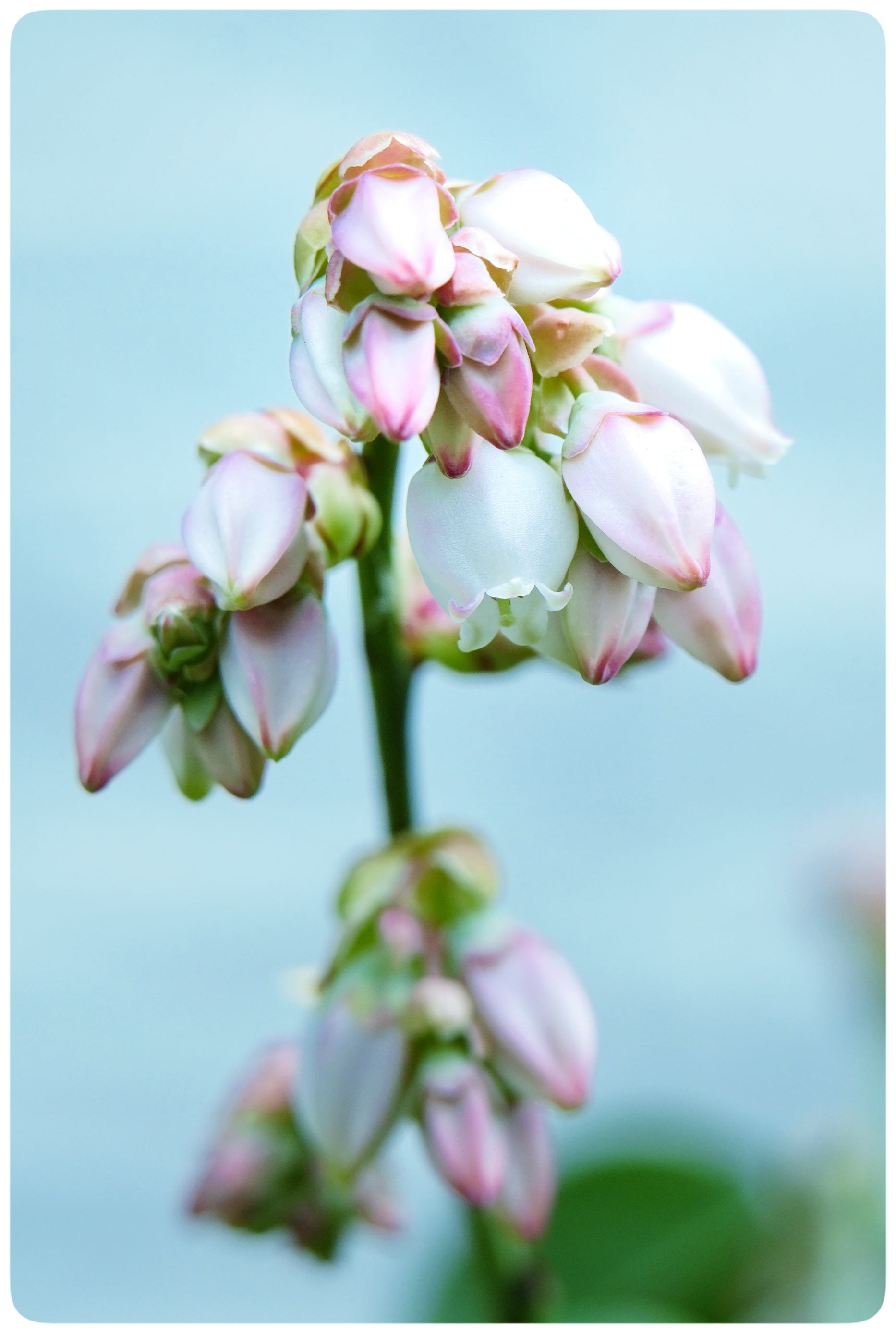 蓝莓花,夏里的铃兰