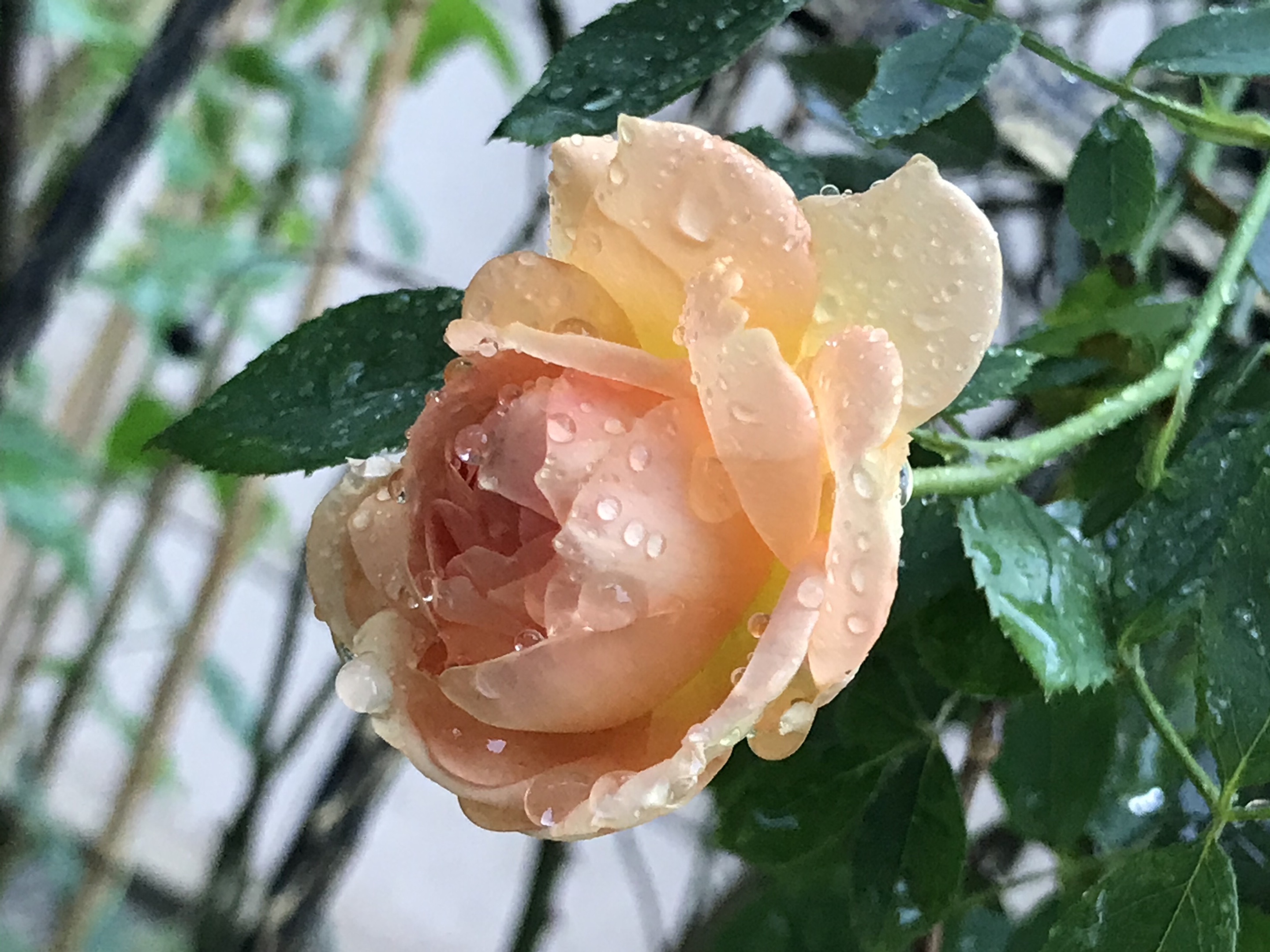 带雨会动的玫瑰花图片图片