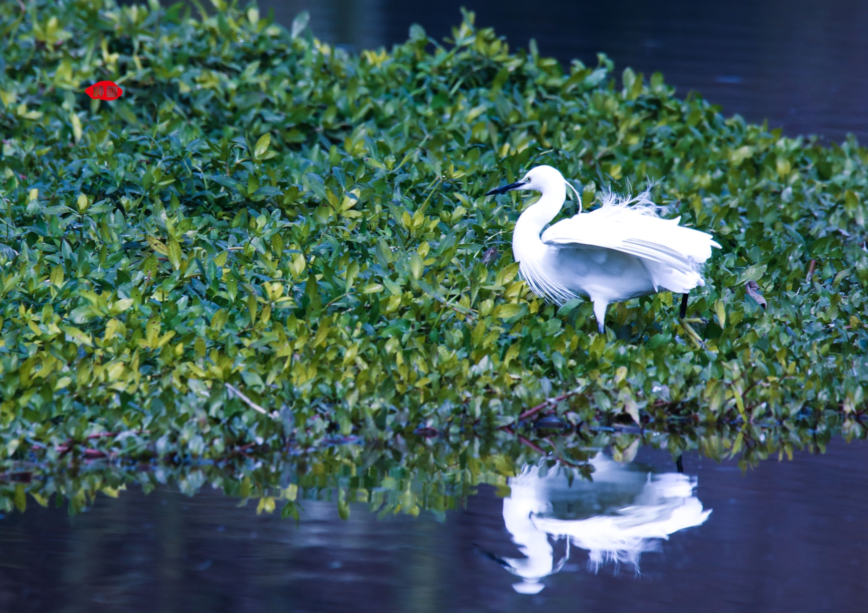 浐灞湿地公园鸟巢拍照图片