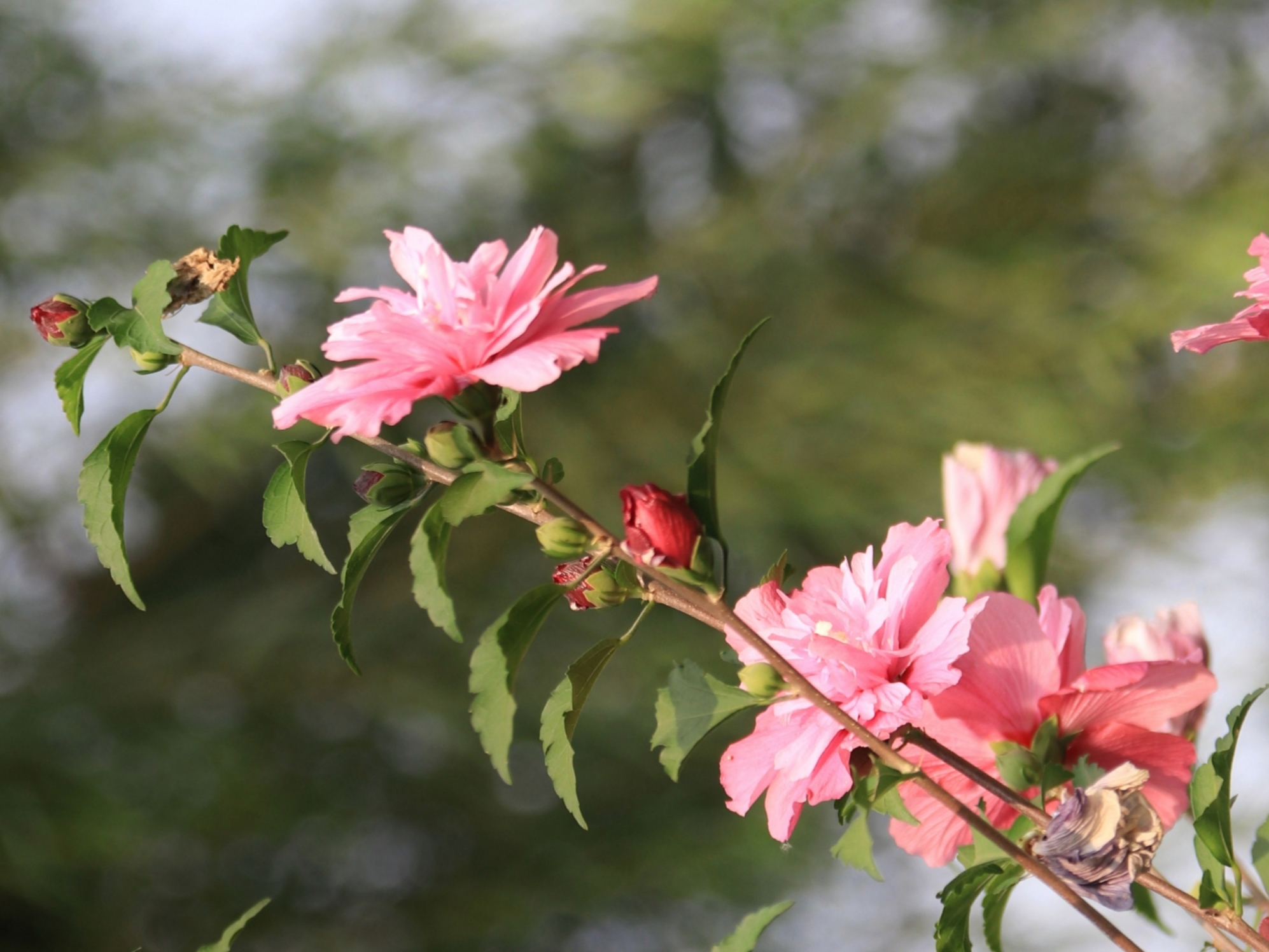 重瓣木槿花【首發】