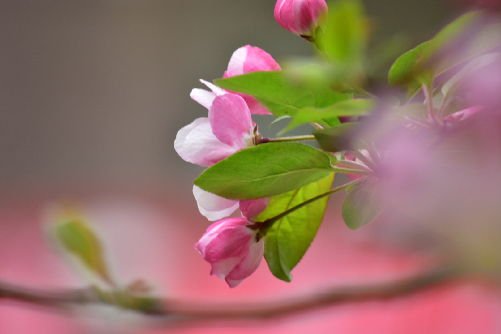 西府海棠(首发)