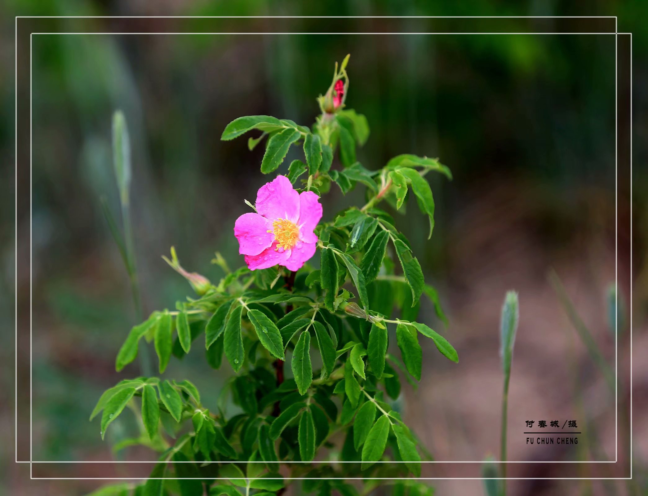 (原创首发)顽强的山刺玫