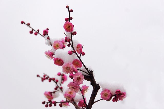 梅花香自苦寒来真是太美了美到了极致