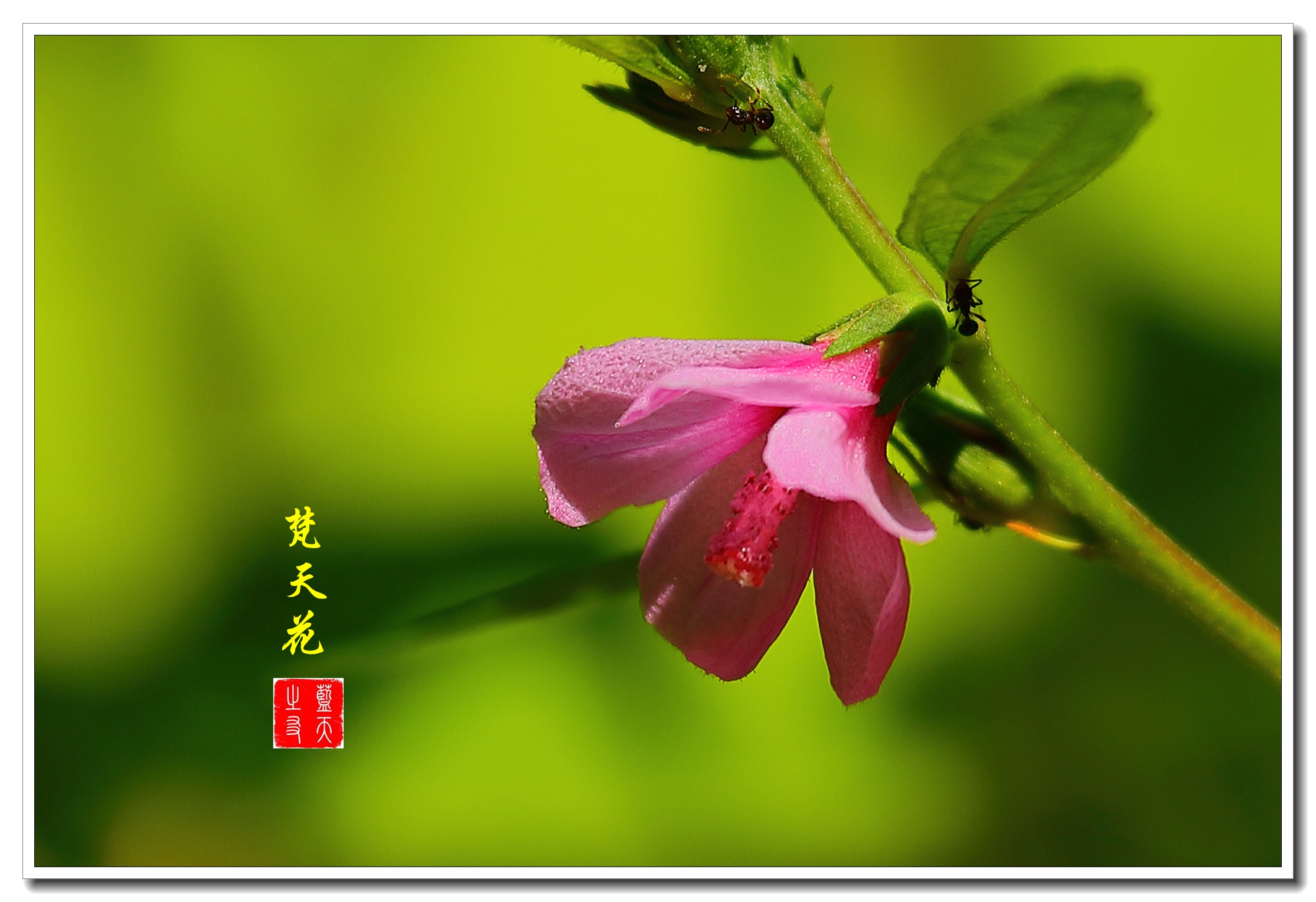 【首发】美丽的梵天花