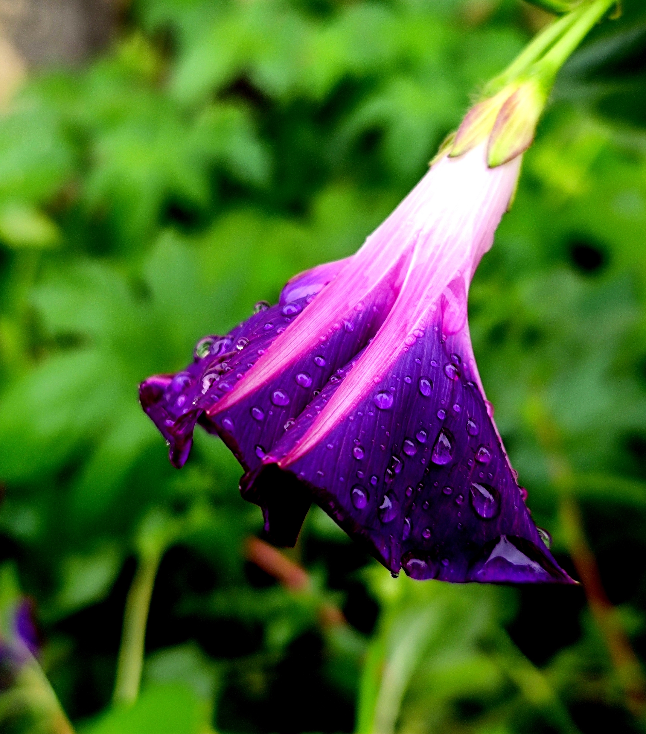 雨中微距牵牛花【vv首发】