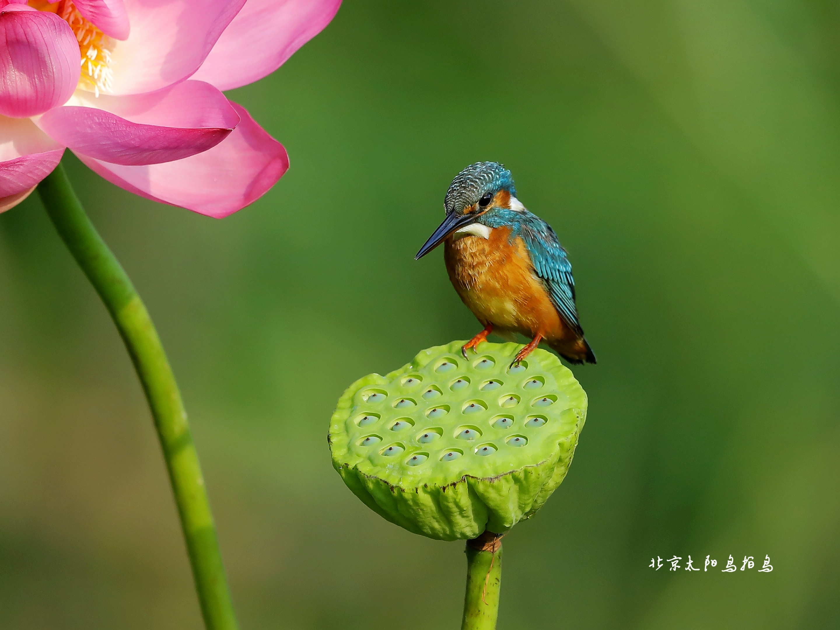 vv平台【文声汇影 】 微信 1～5 群,花鸟摄影作品精选合辑