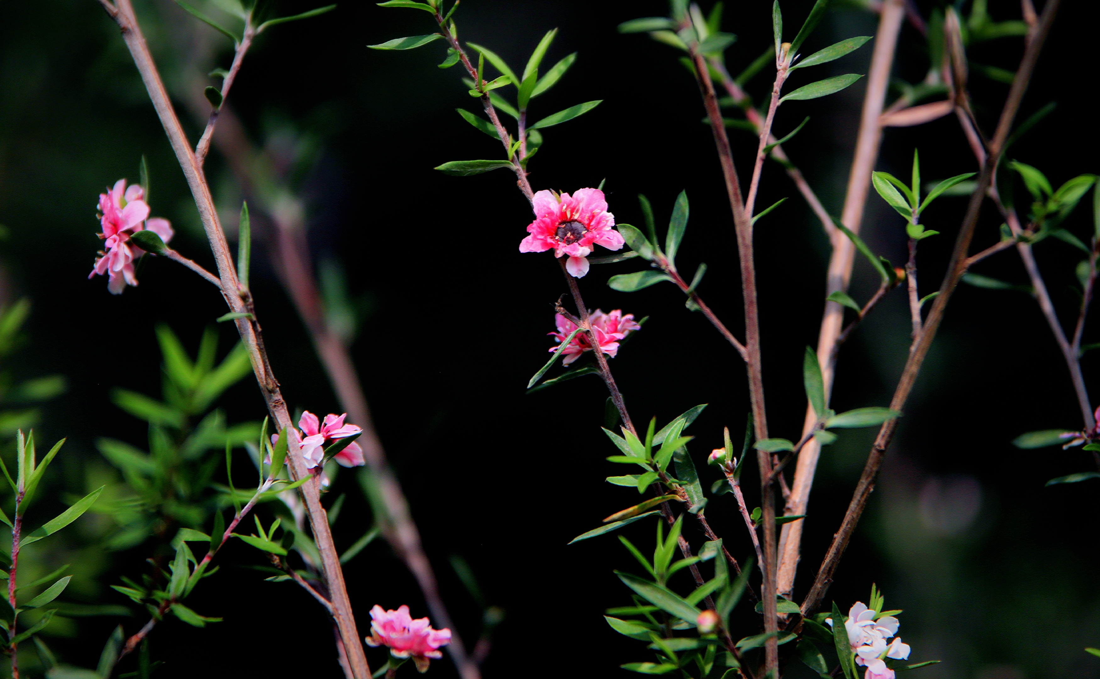 【首发】花开松红梅