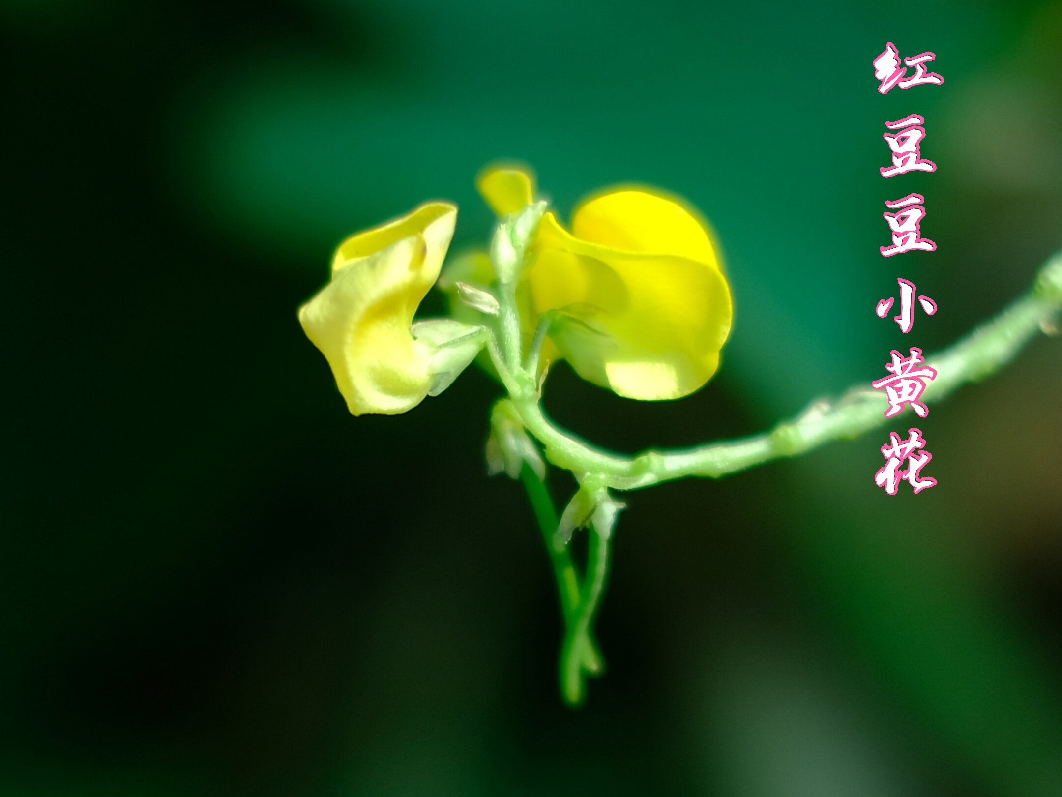 紅豆豆*小黃花