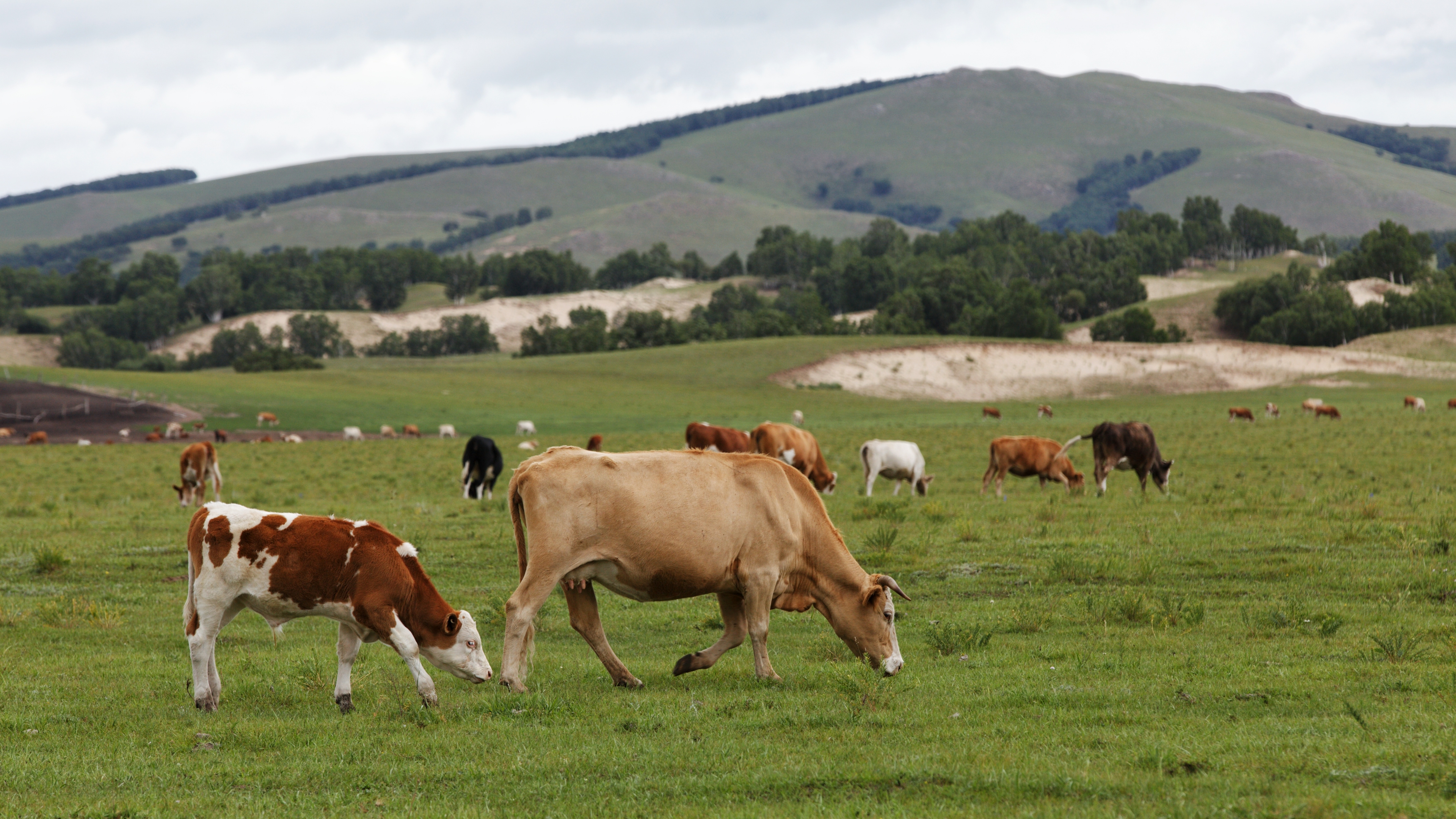 【首发】幸福的那群牛