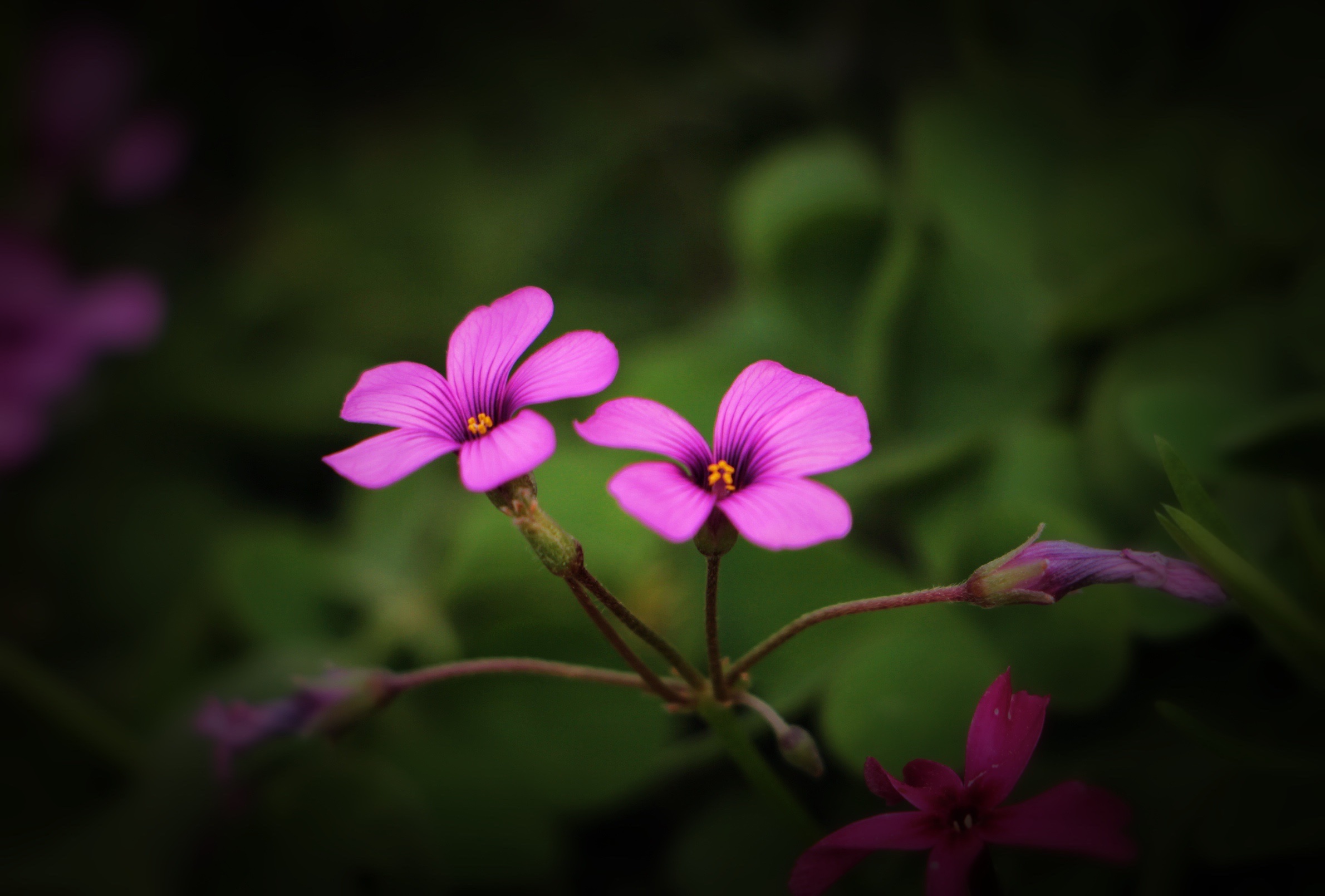 红花酢浆草夏季图片