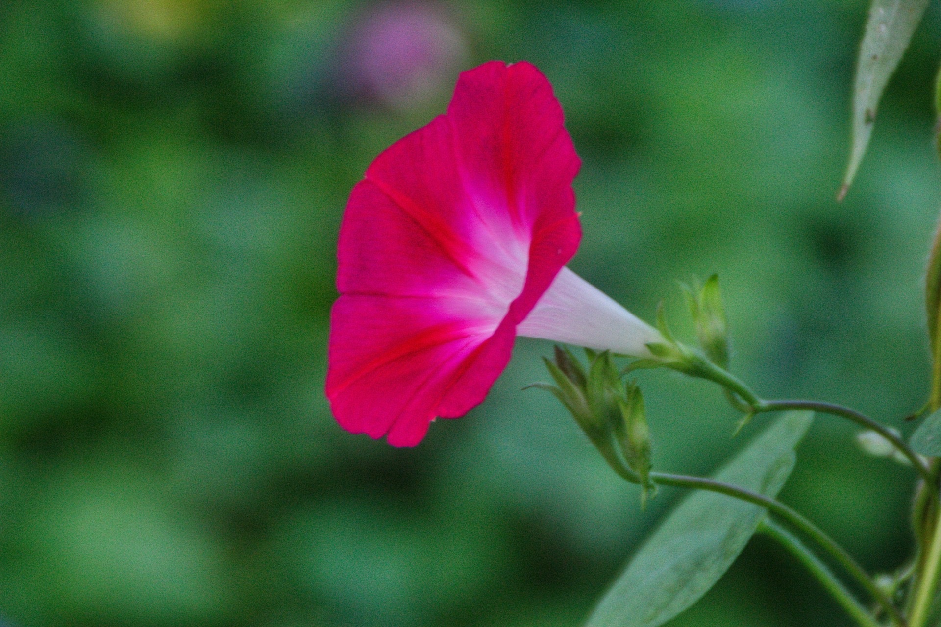 【首发】圆叶牵牛花
