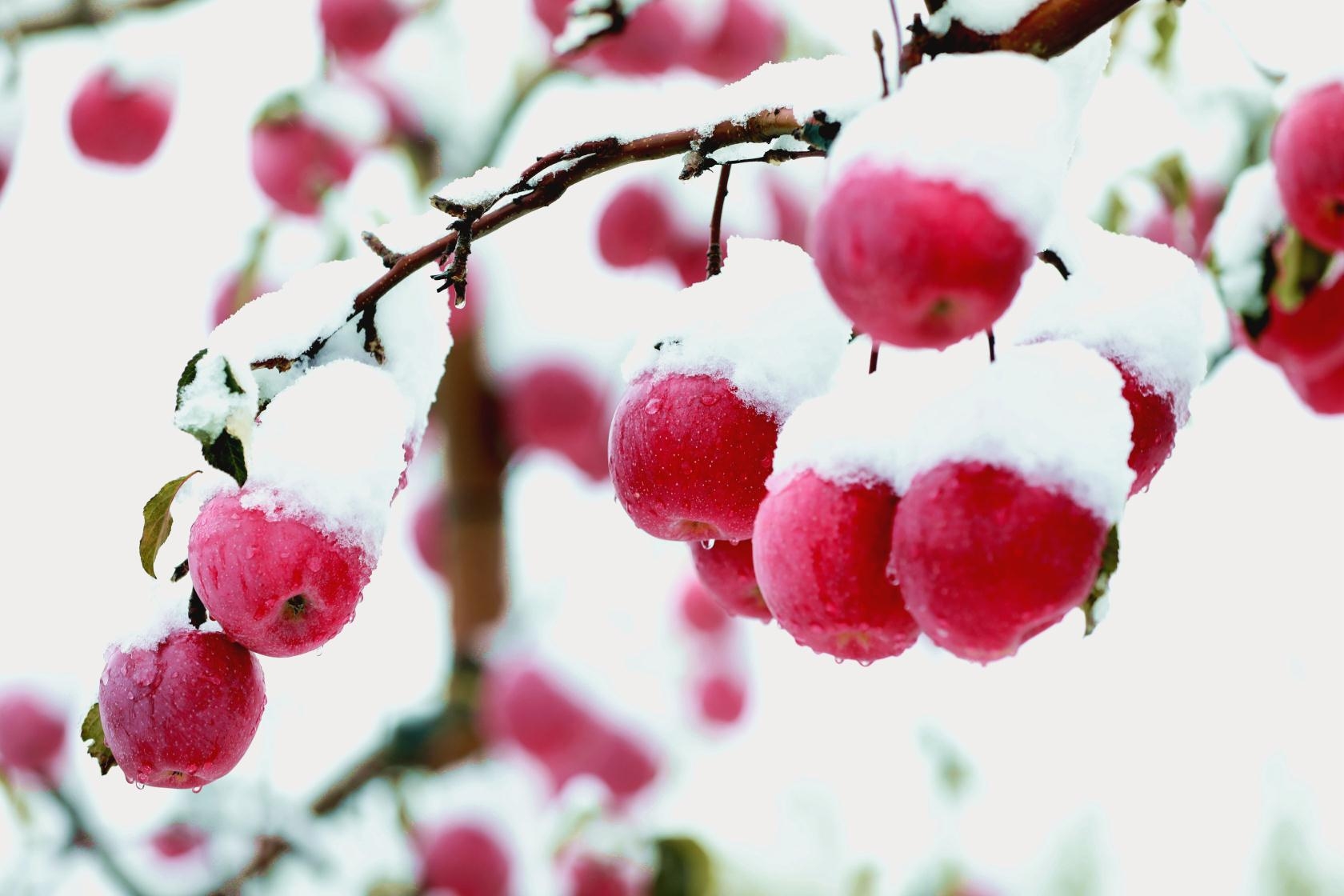 雪中苹果更怡人