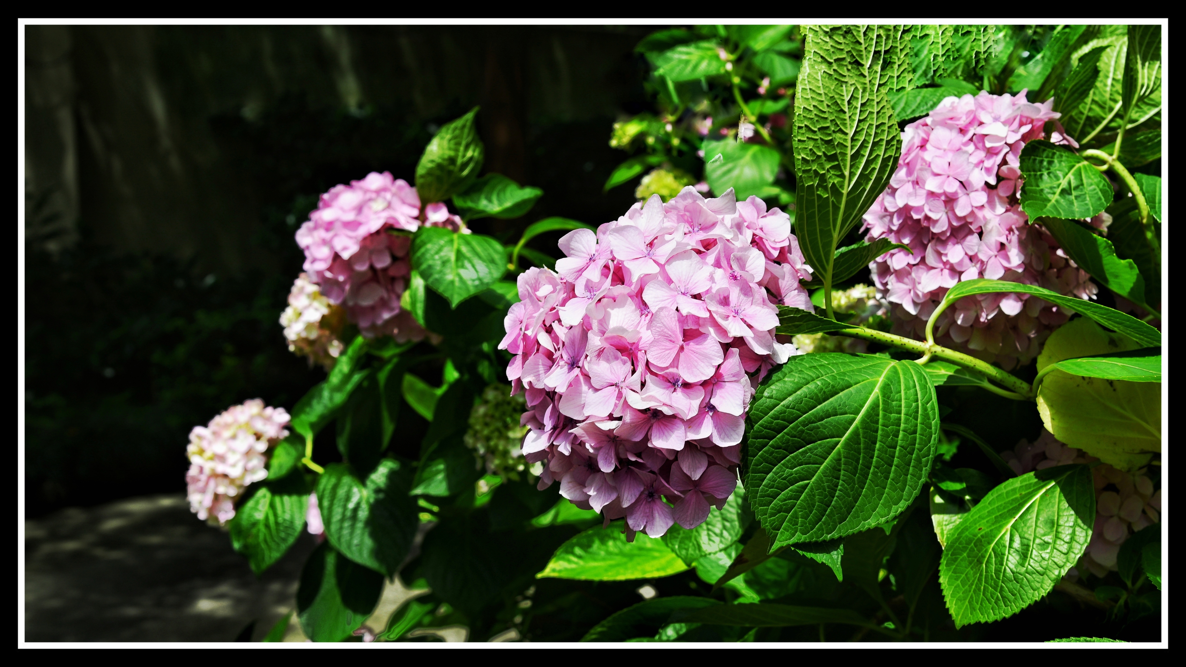 八仙绣球花《首发》