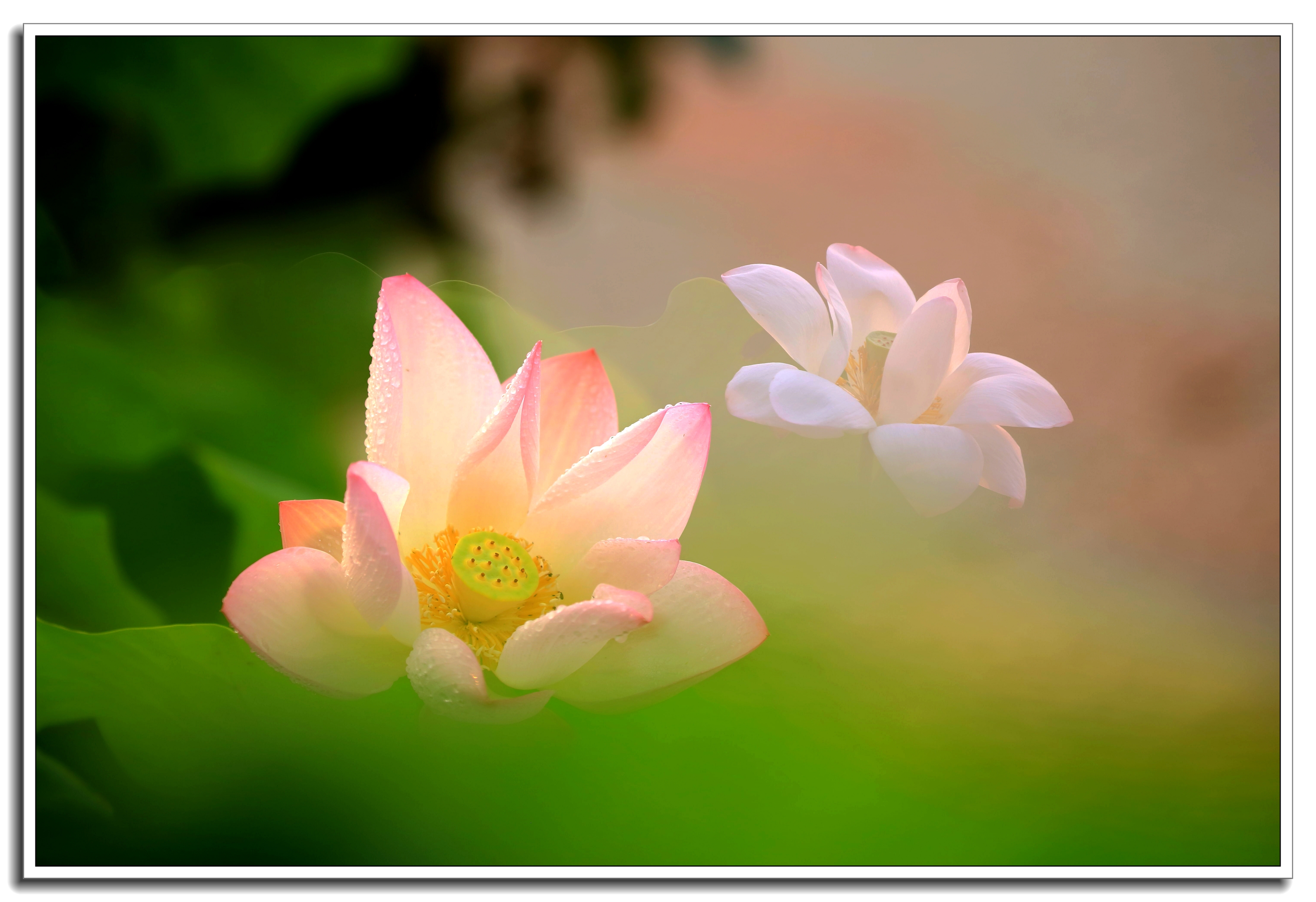 【首发】佛教与莲花(二)