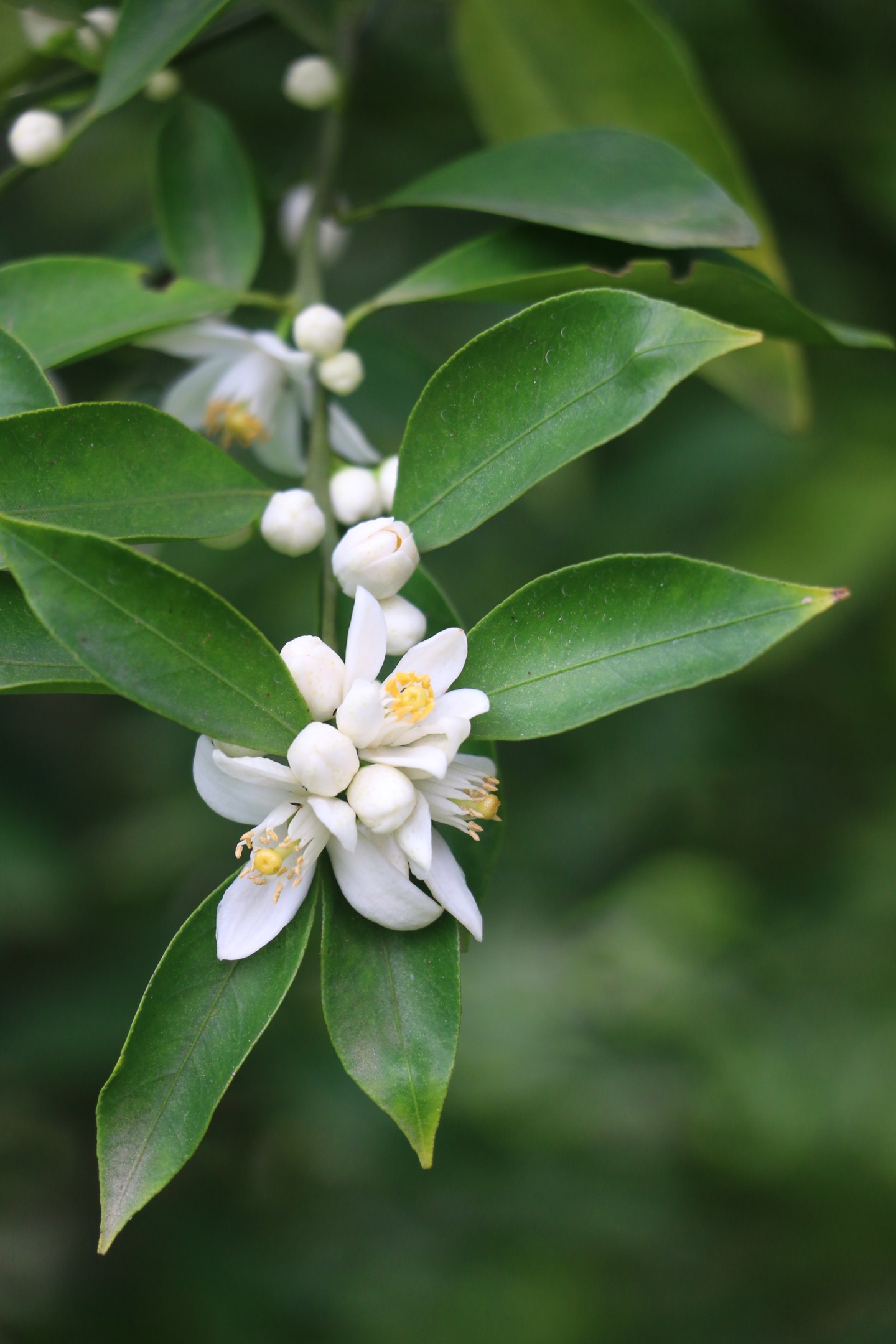 柑花还是优质的蜜源.