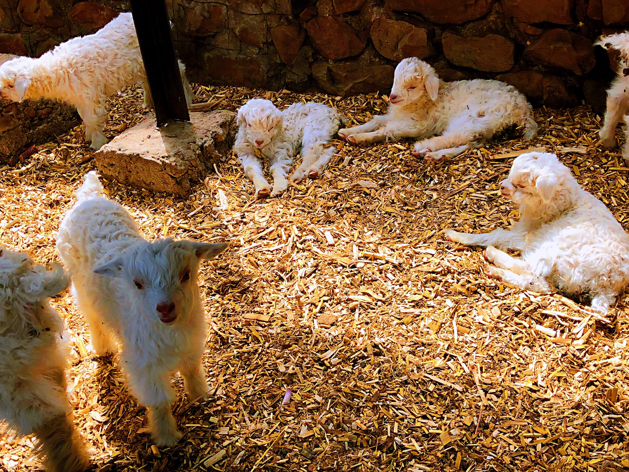 2019年4月22日采风时 我拍下了他家一群小羊 真的是喜羊羊 美羊羊