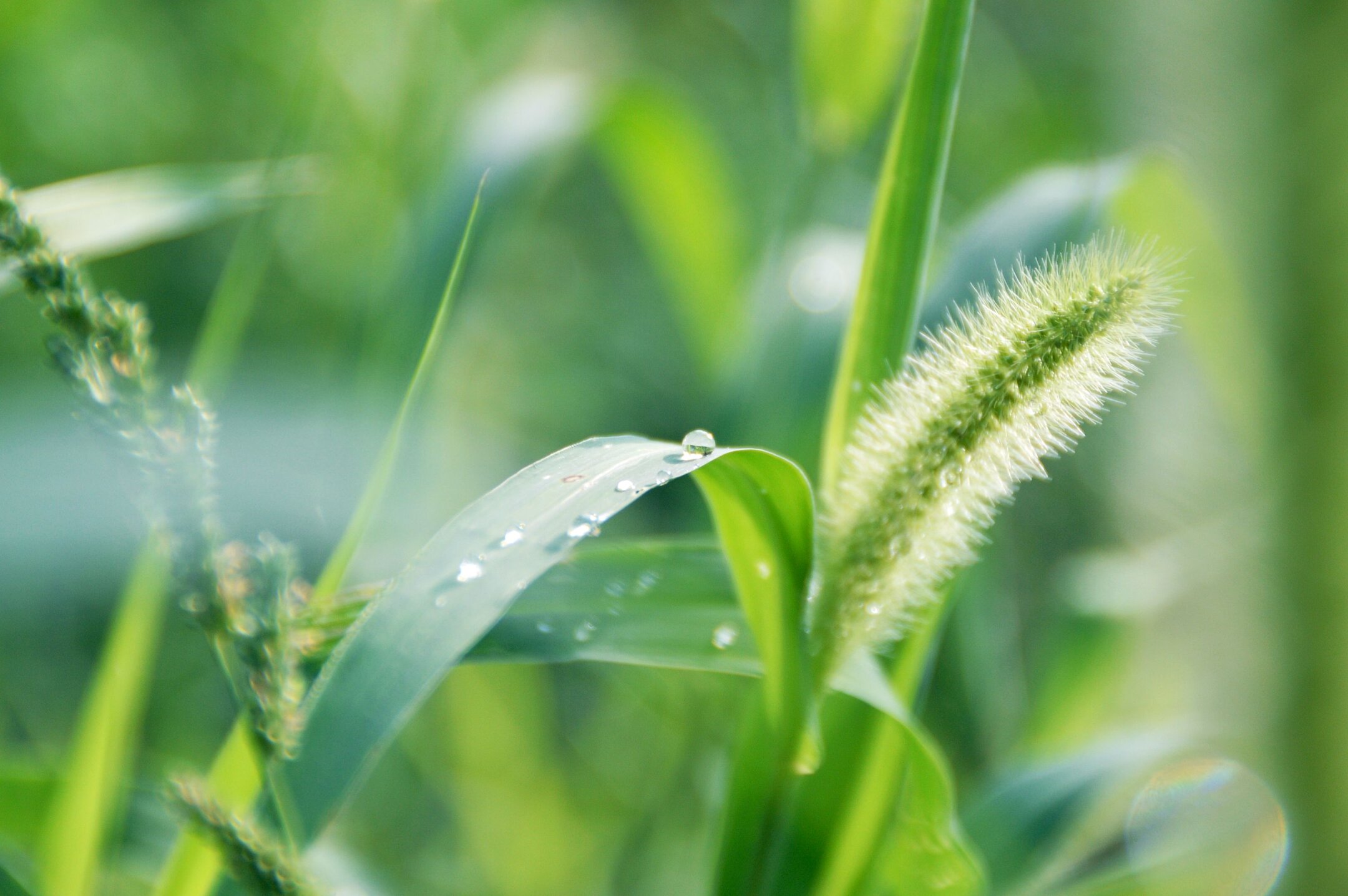 清晨雨露图片 早晨图片