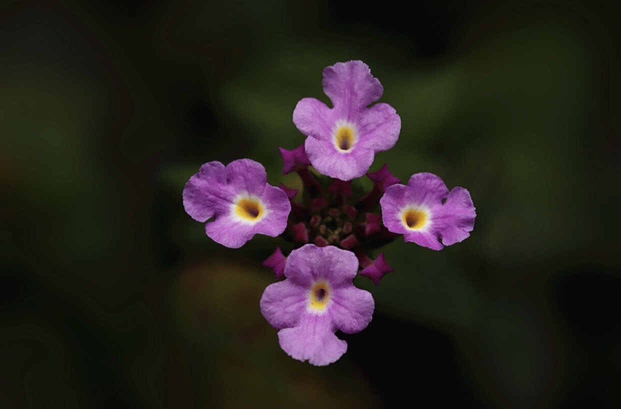 [首发]紫色马缨丹