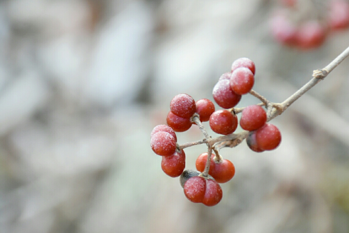 一米阳光从东山头上照过来,山路上的一层白花花的霜雪,亮