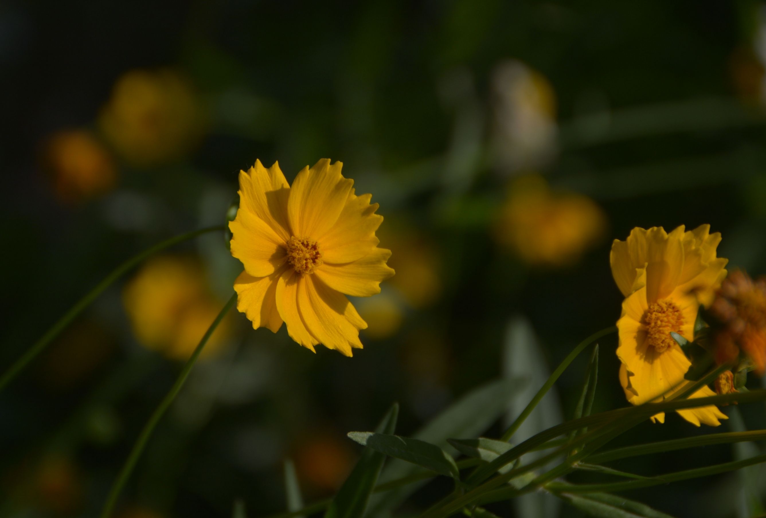 大金鸡菊(首发)