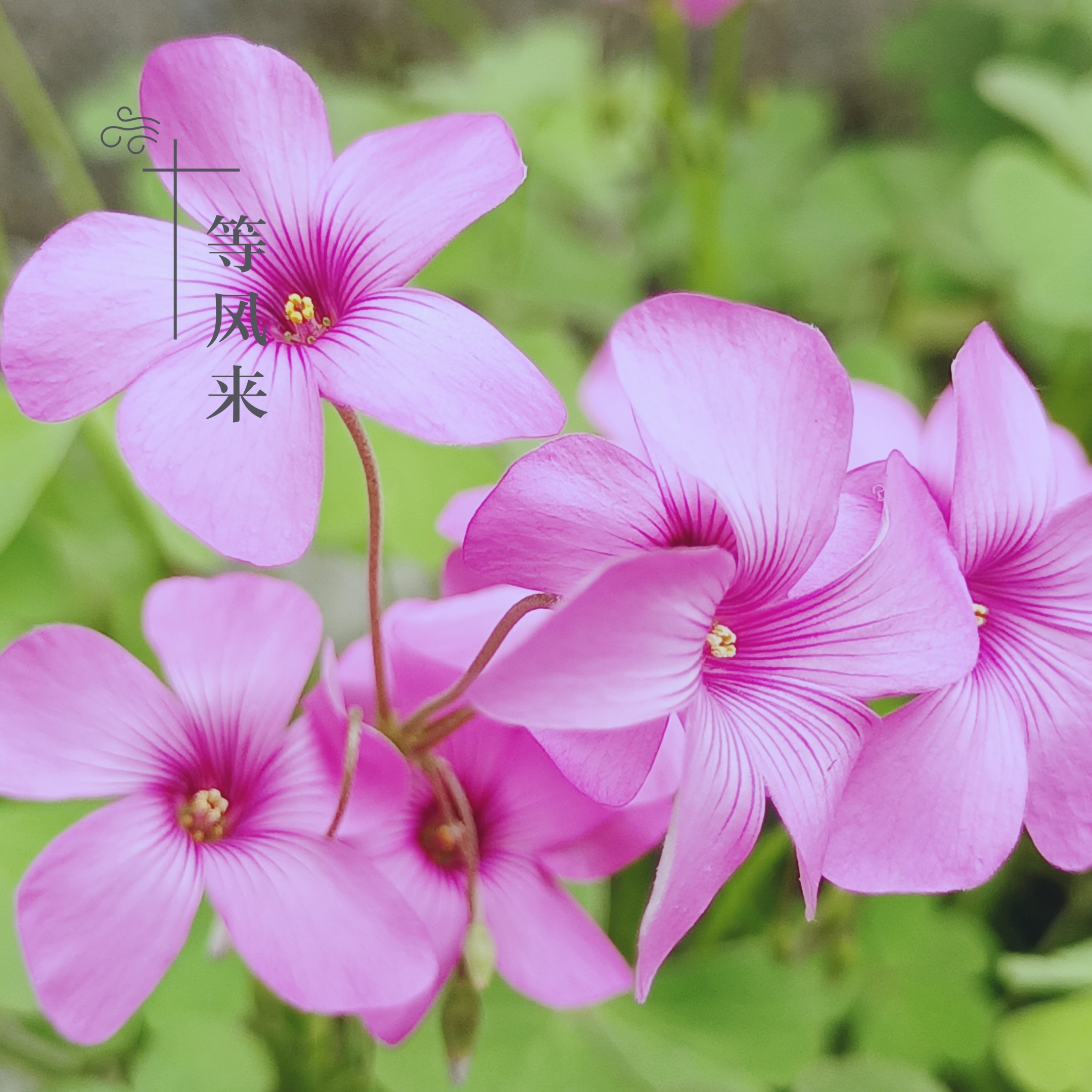 【攝影首發】紅花酢漿草