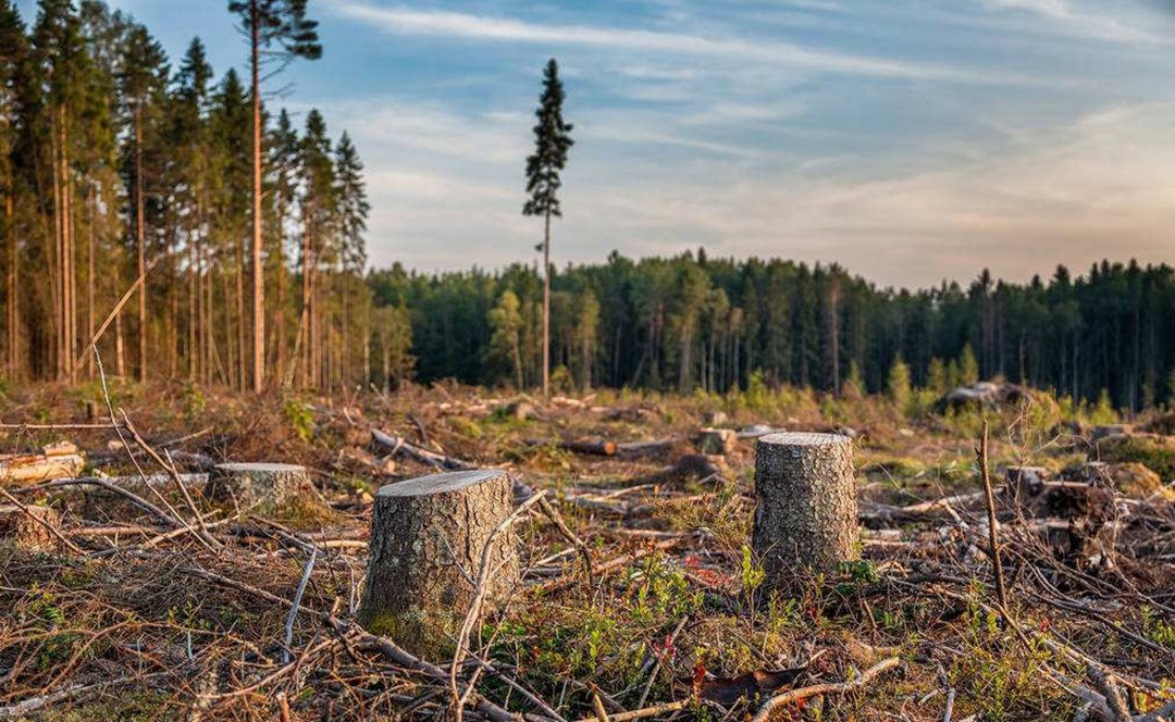 石镜幼儿园大班下主题活动地球村