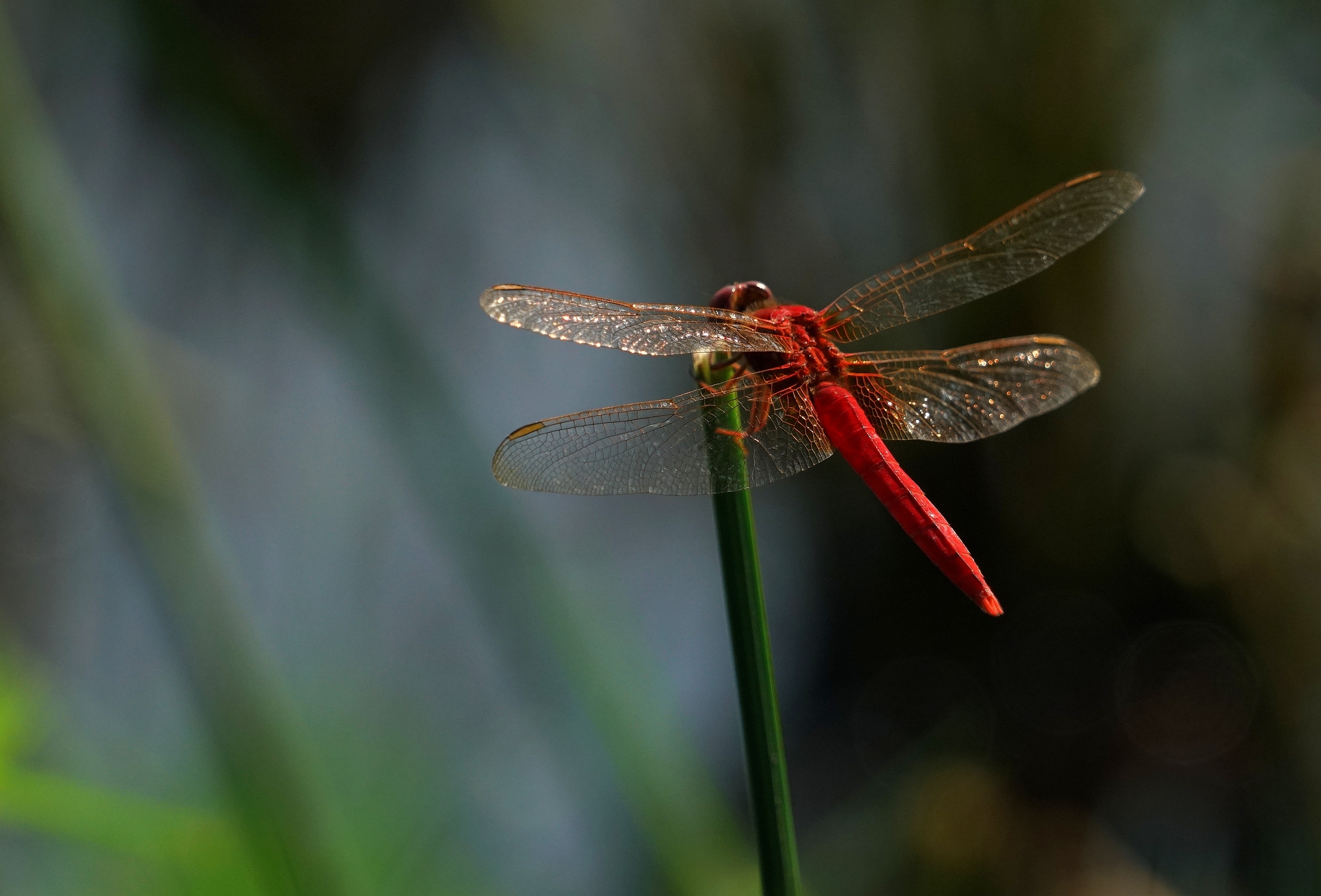 绿塘中的红蜻蜓