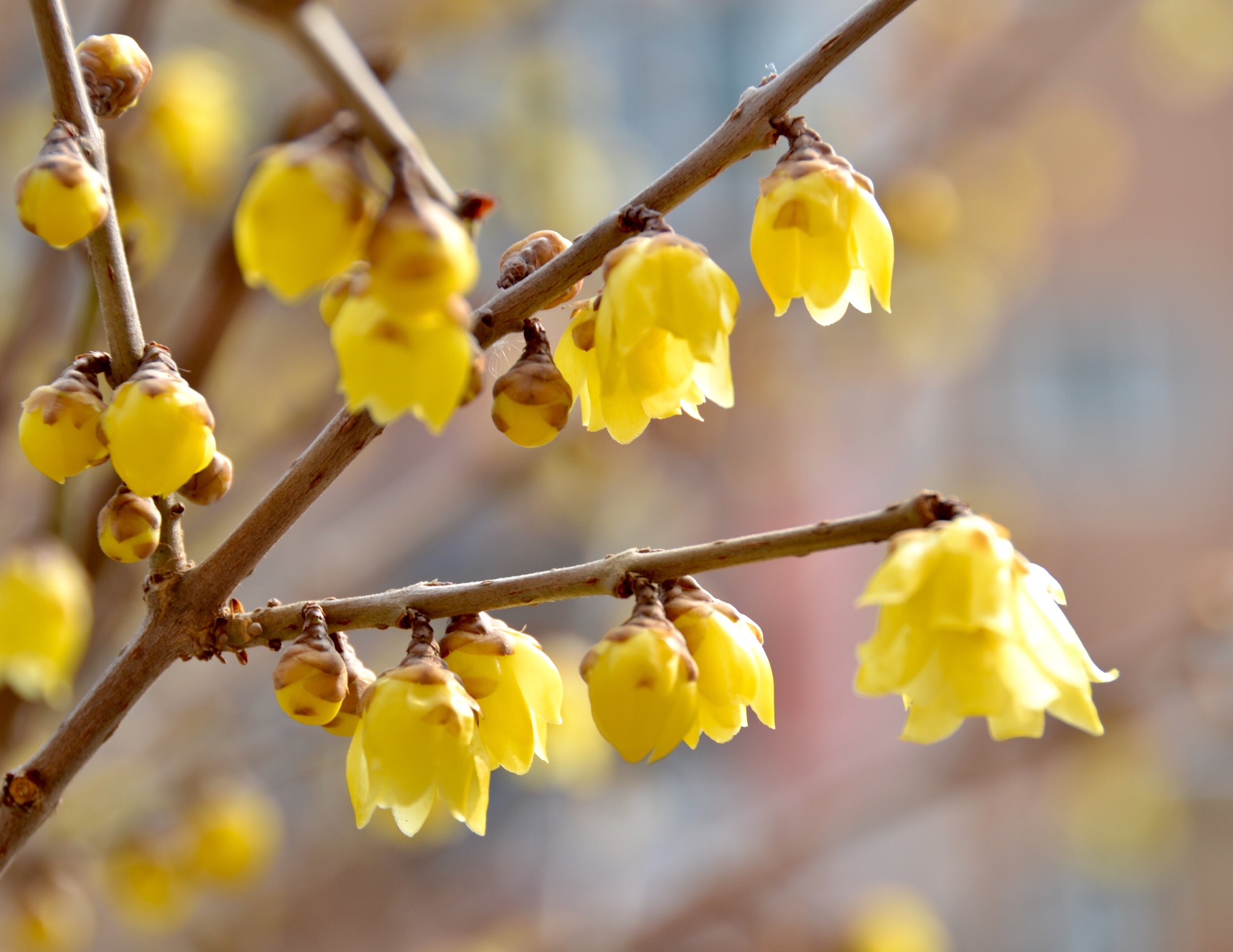 腊梅花开暗香来