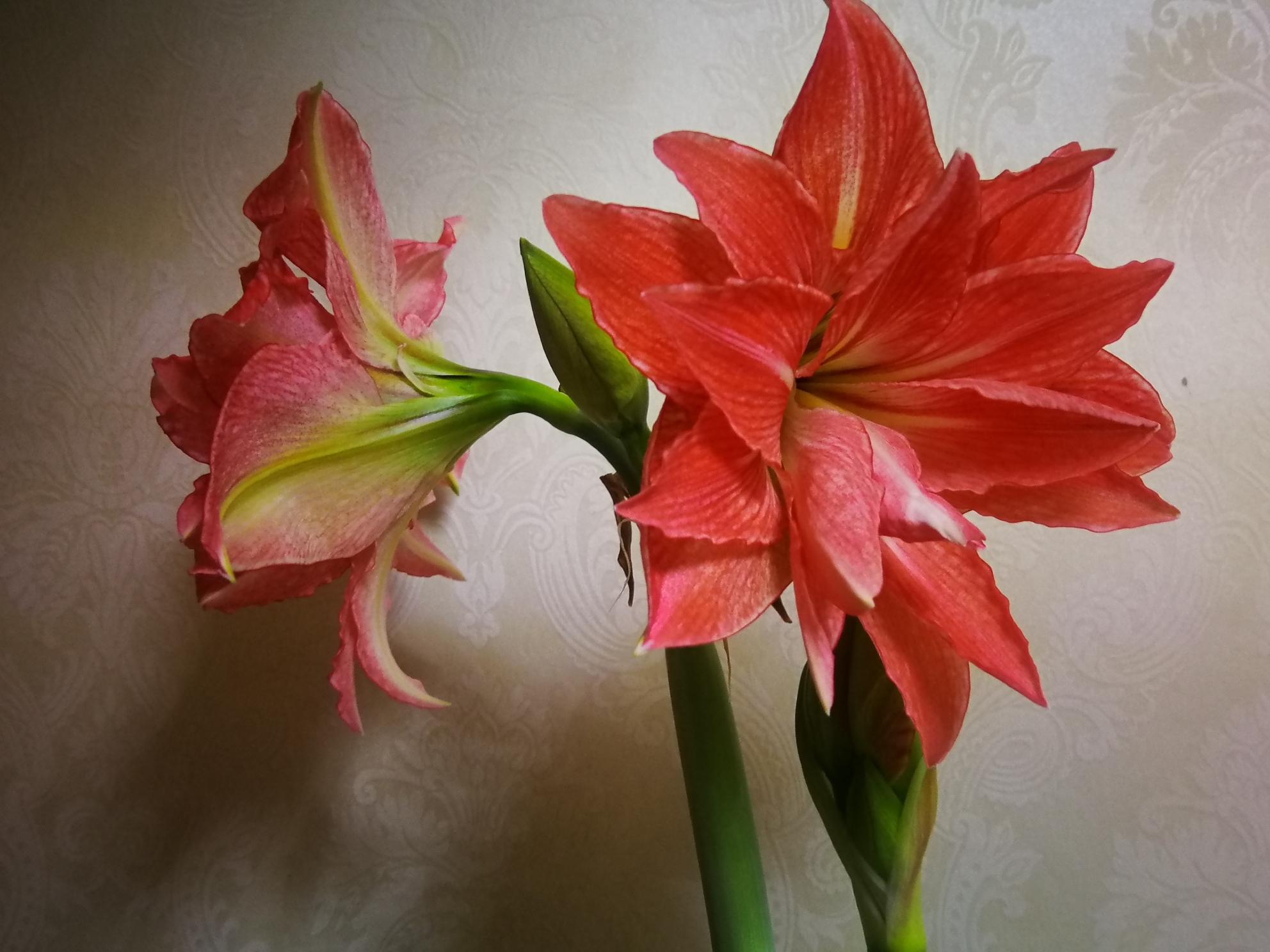 柱頂紅,孤梃花,華胄蘭,百子蓮,炮打四門別稱百合亞目亞目hippeastrum