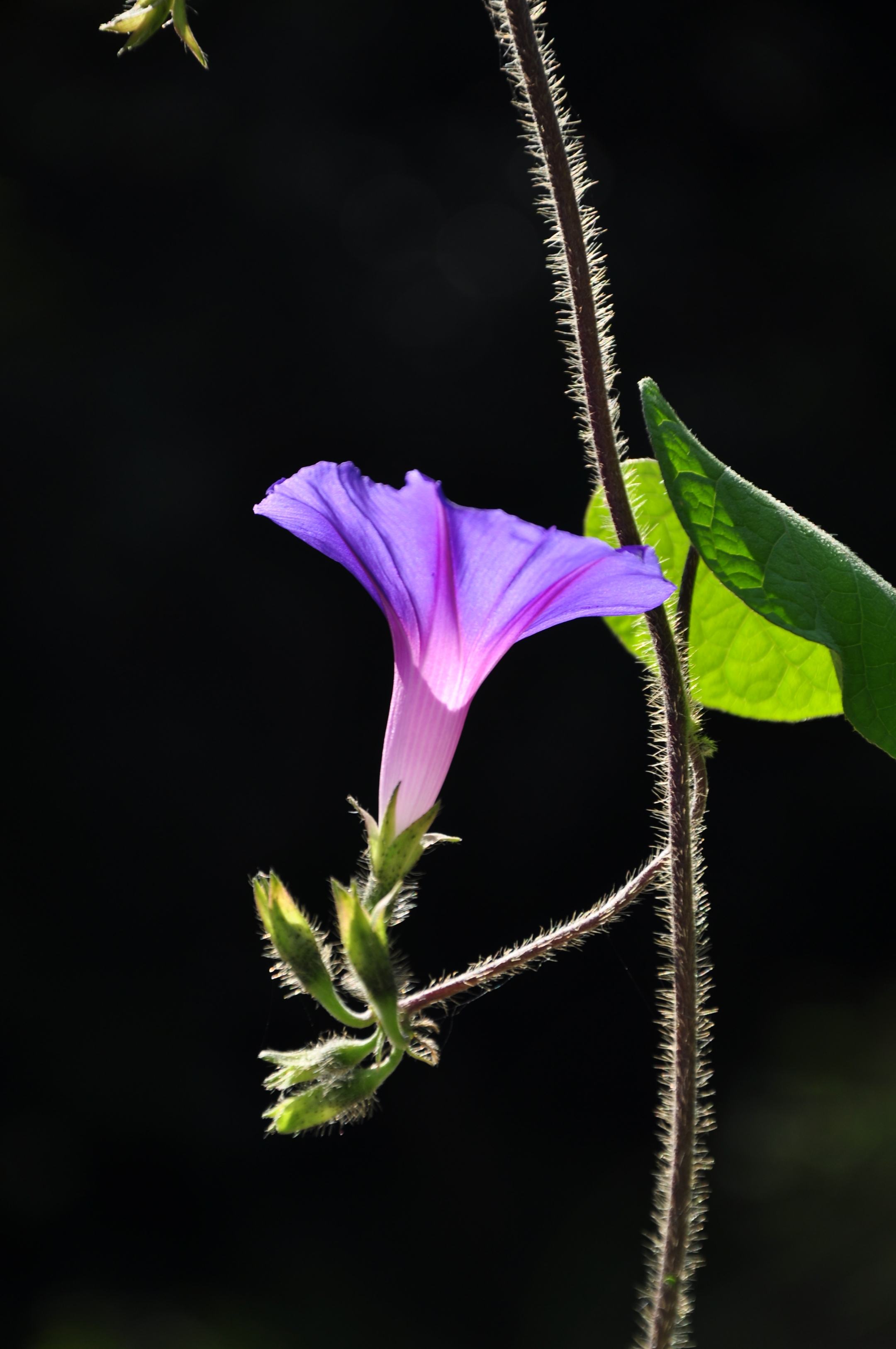 简洁漂亮的牵牛花(二)[首发]