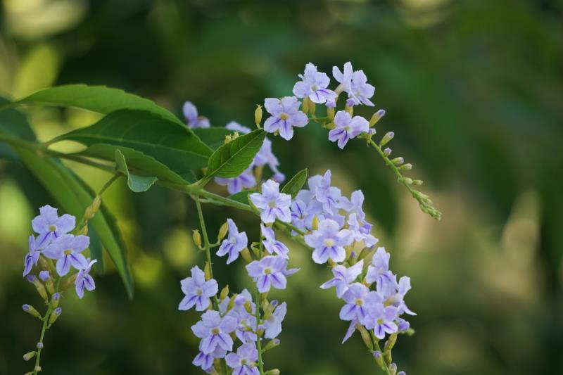 假連翹花,淡淡紫色淡淡美