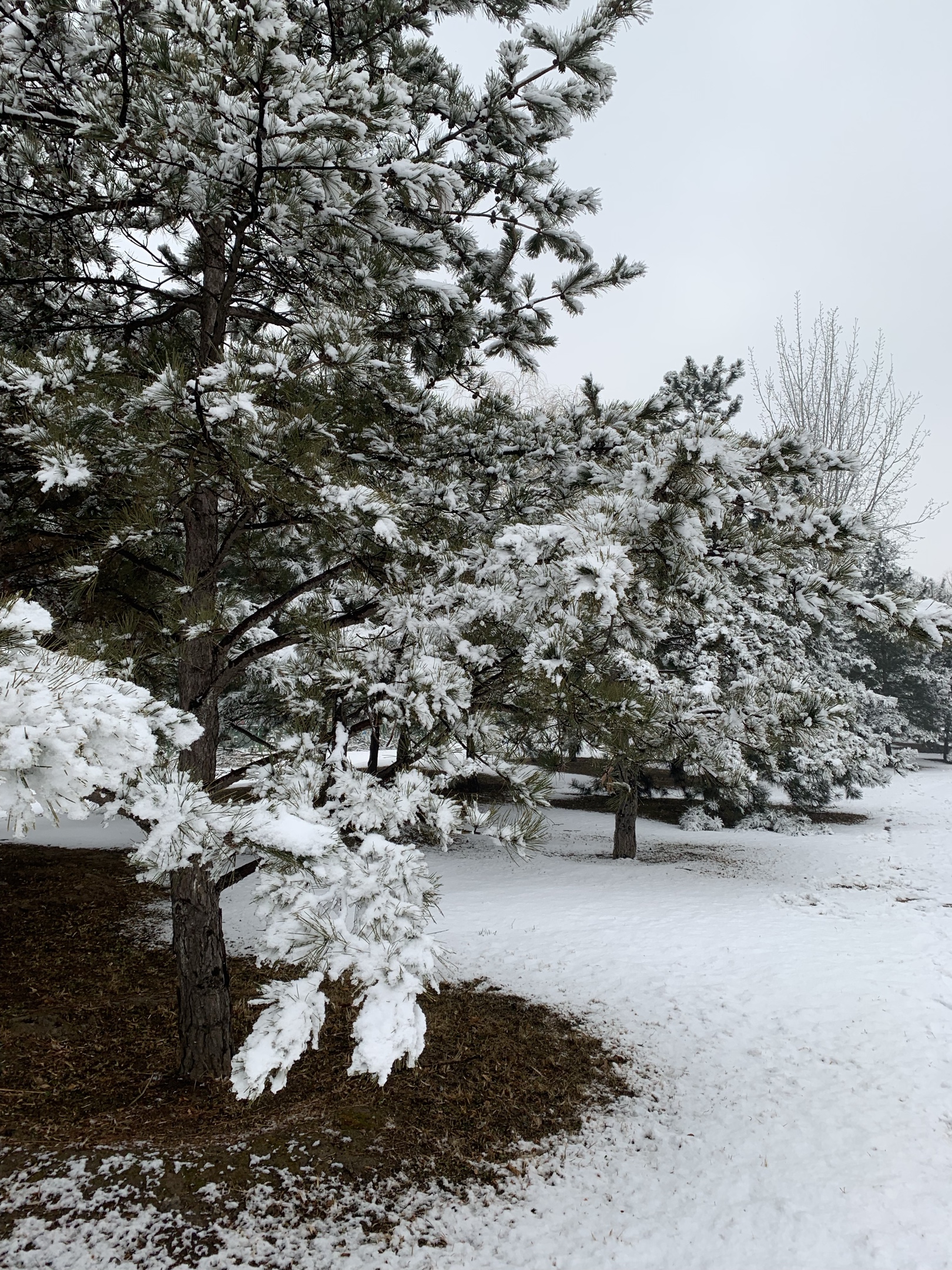 雪花飘