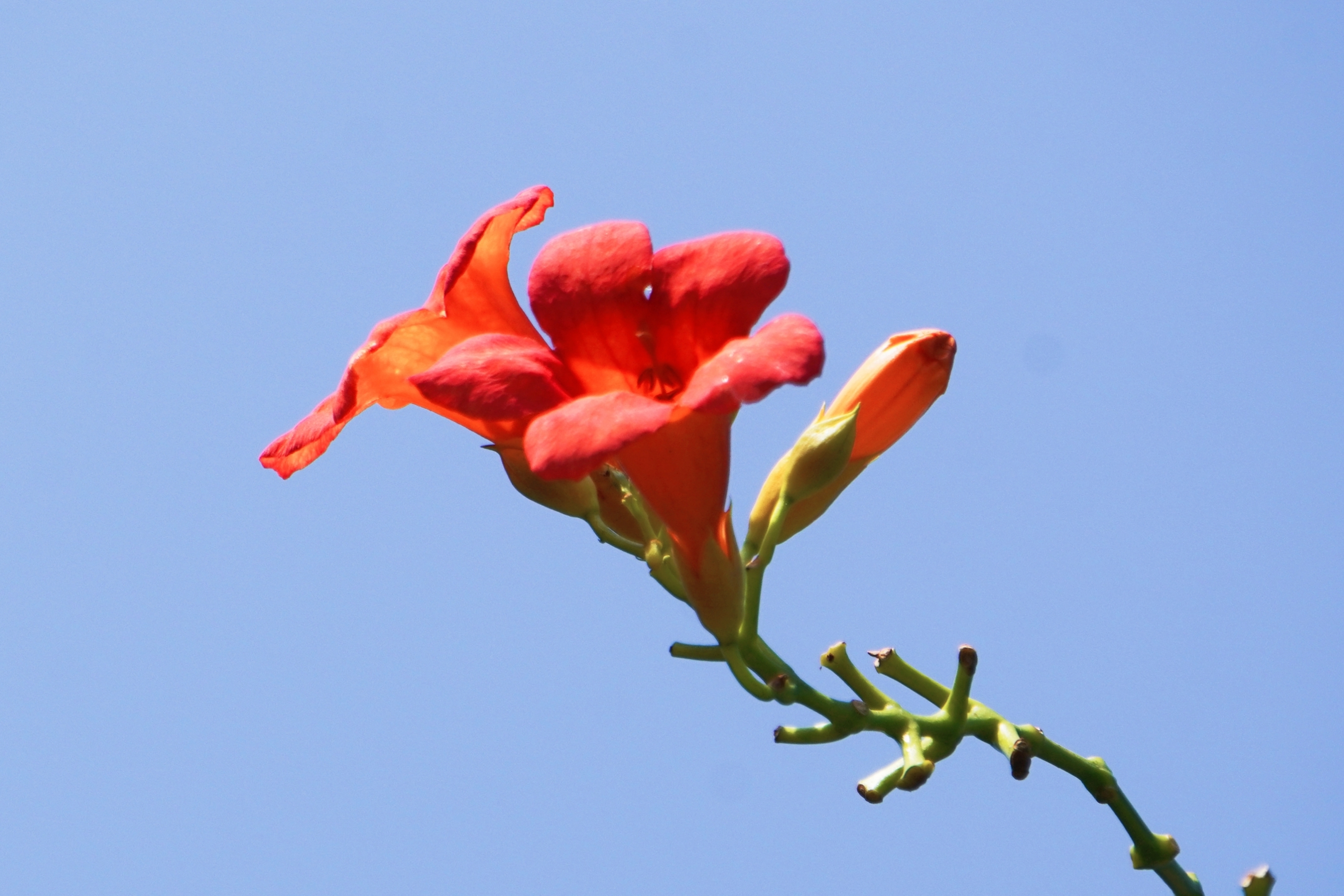 蓝天下的花朵壁纸图片