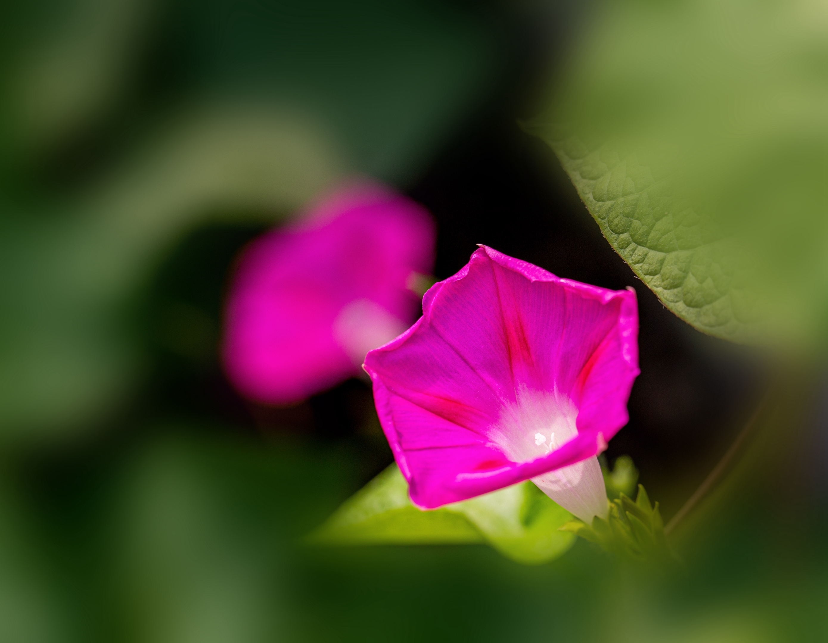 【vv首发】喇叭花开