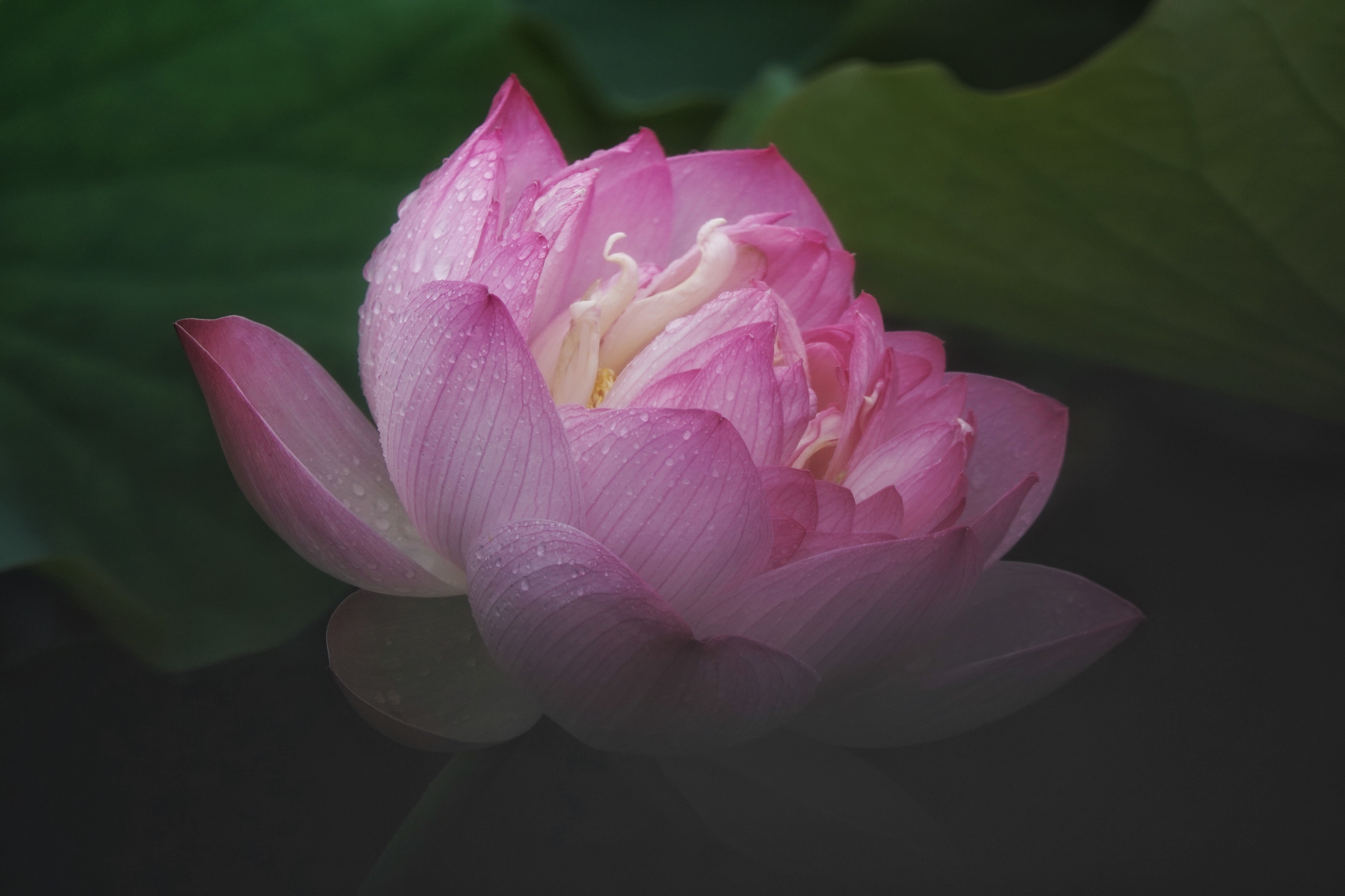 拍摄制作:曦月 诗词创作:王广林 含羞含姣,清水芙蓉窈窕 碧池边 莲叶