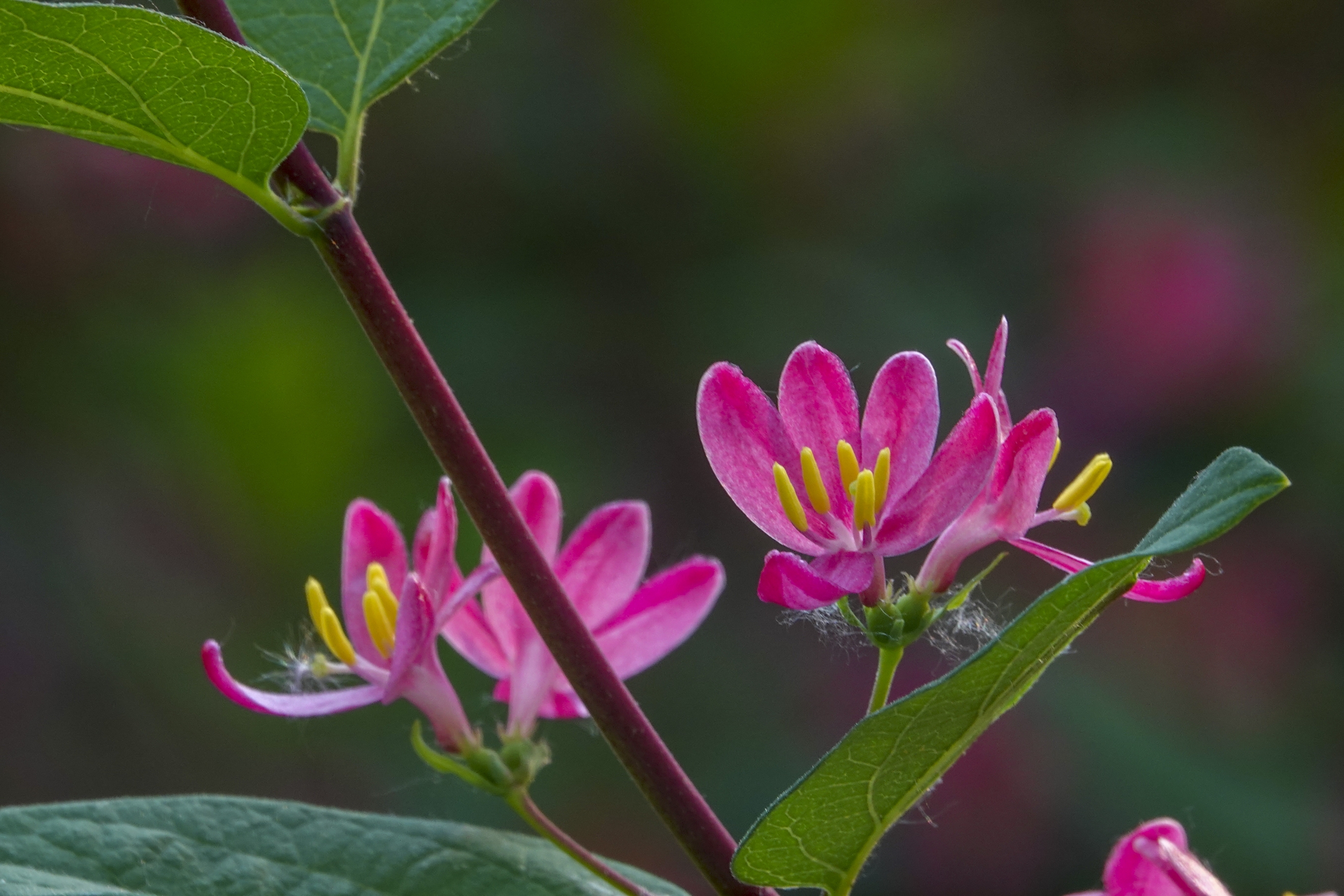 红花忍冬【vv首发】