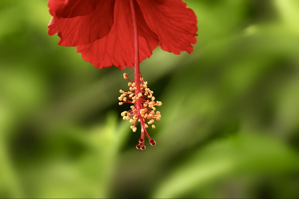 【首发】扶桑花2