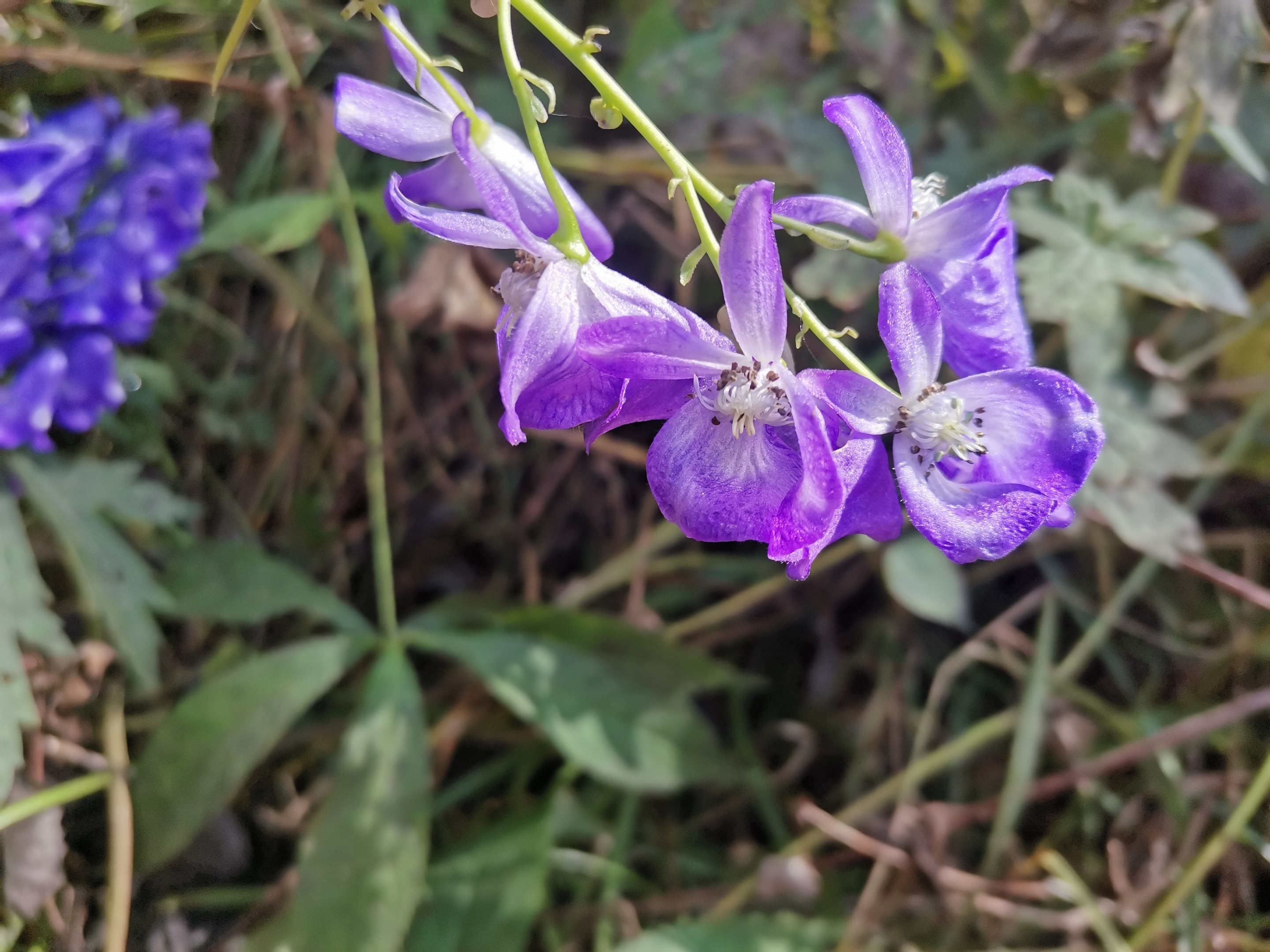 【原创首发】紫色乌头