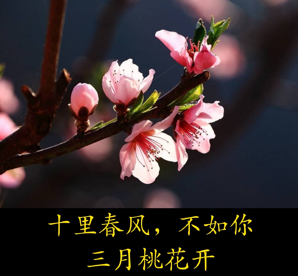 你像三月桃花开任妙音